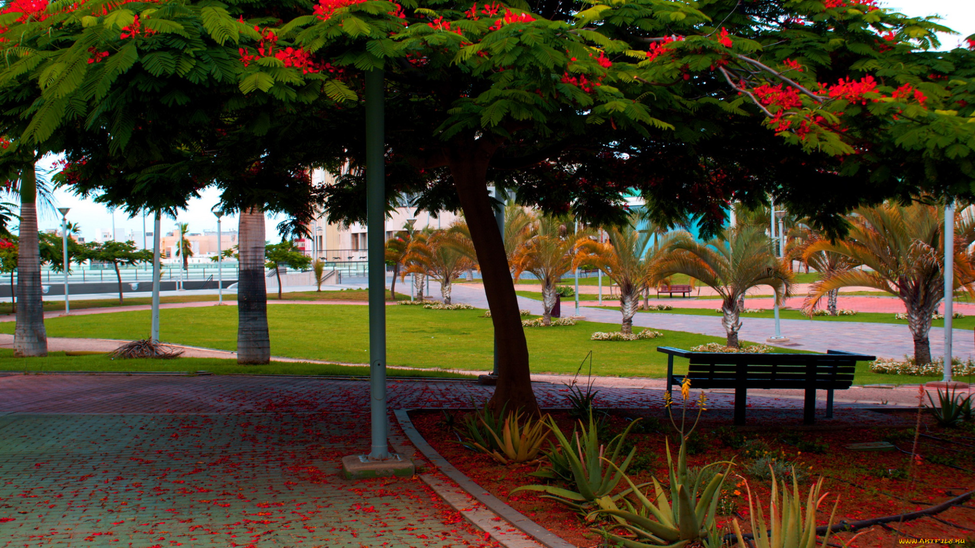 испания, канарские, ва, лас, пальмас, де, гран, канария, природа, парк