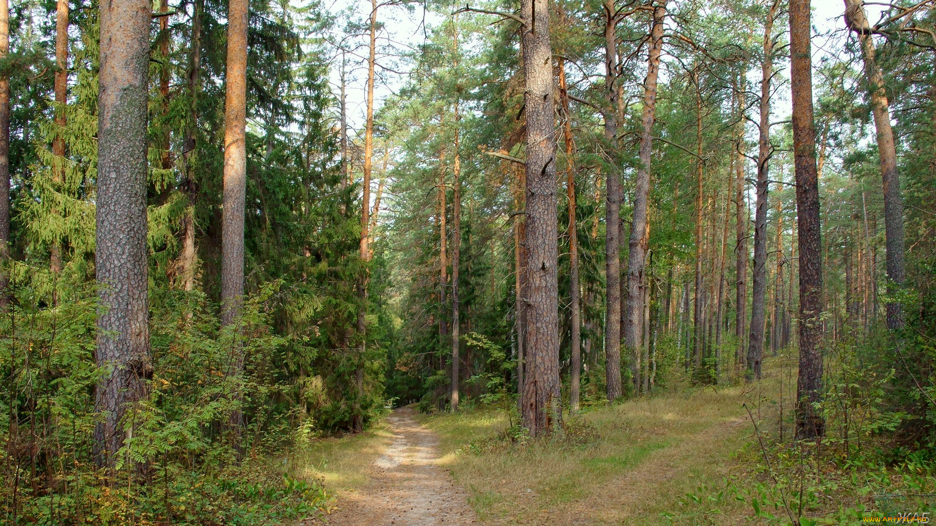 нижегородский, край, природа, дороги, сосны, тропы