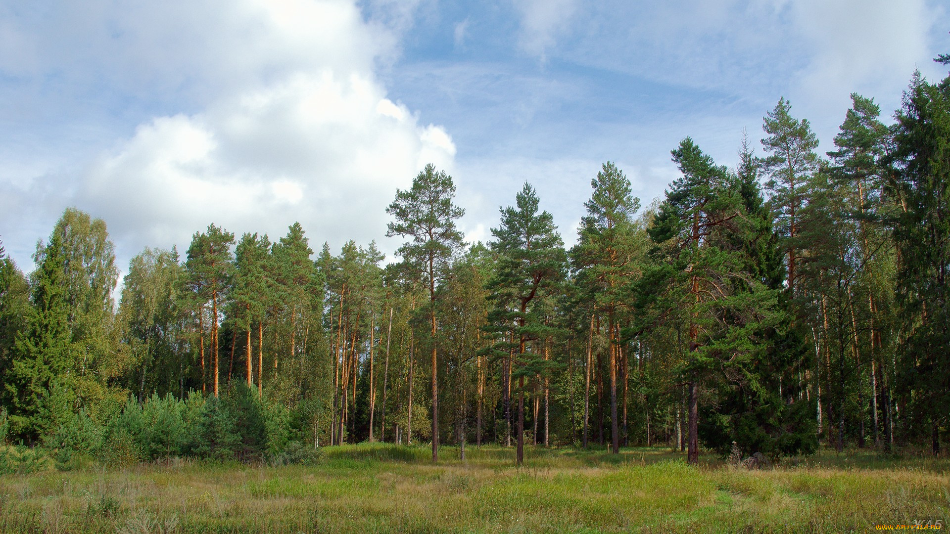 нижегородский, край, природа, лес, небо, сосны