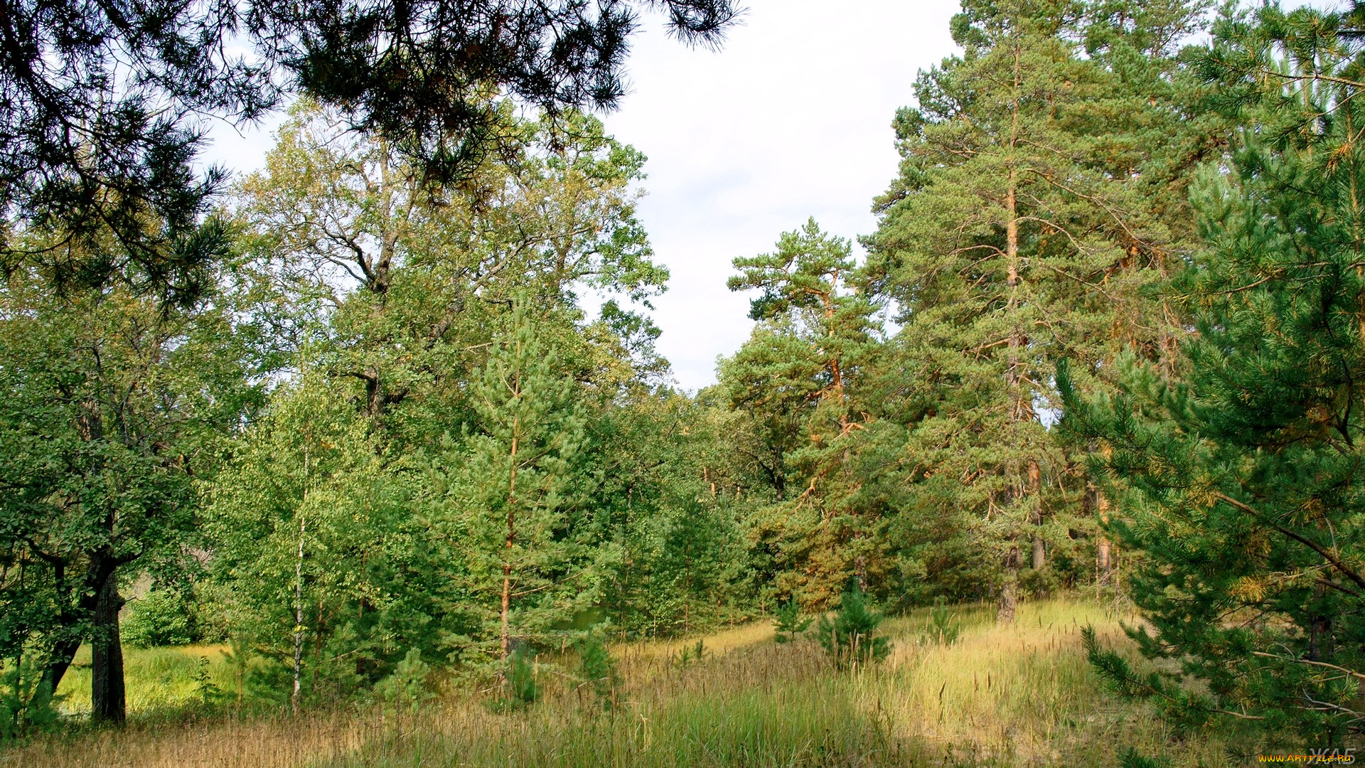 нижегородский, край, природа, лес, сосны