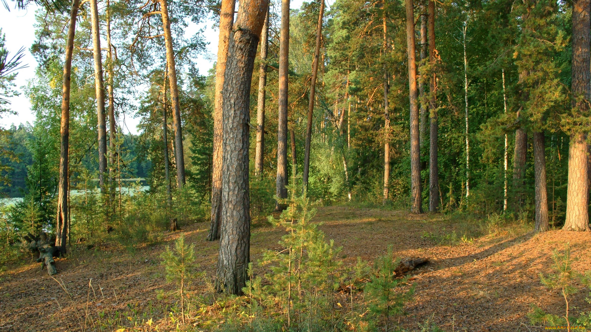нижегородский, край, природа, лес, сосны, закат