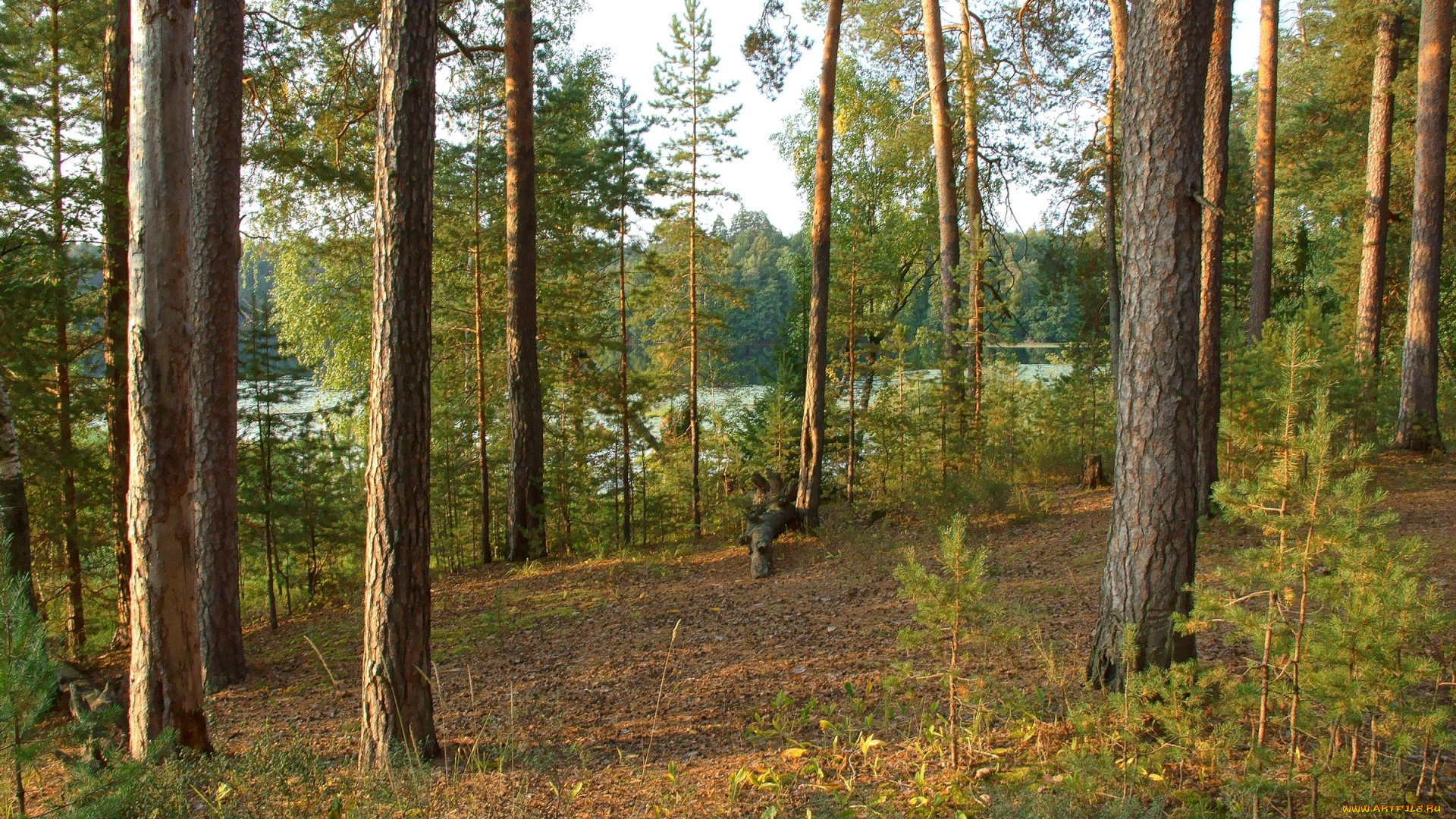 нижегородский, край, природа, лес, закат, сосны