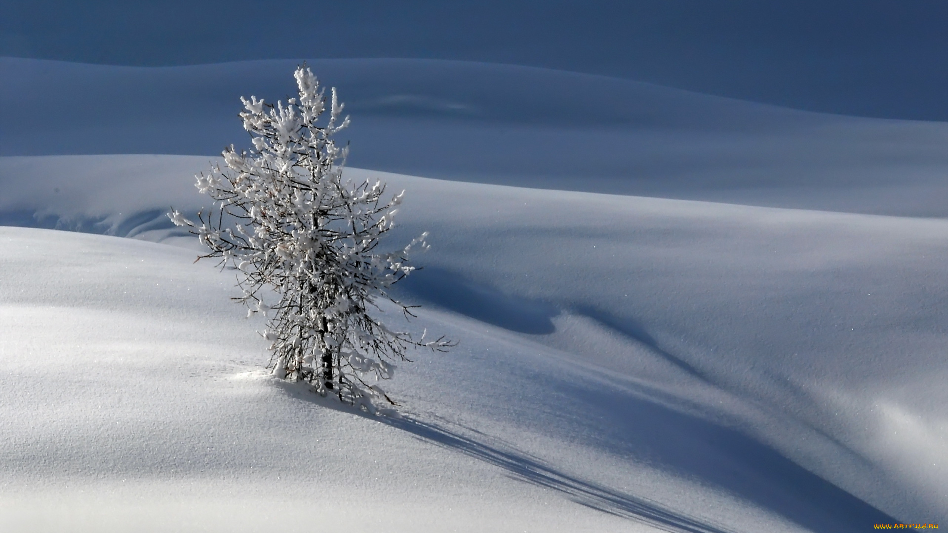 природа, зима, дерево, снег