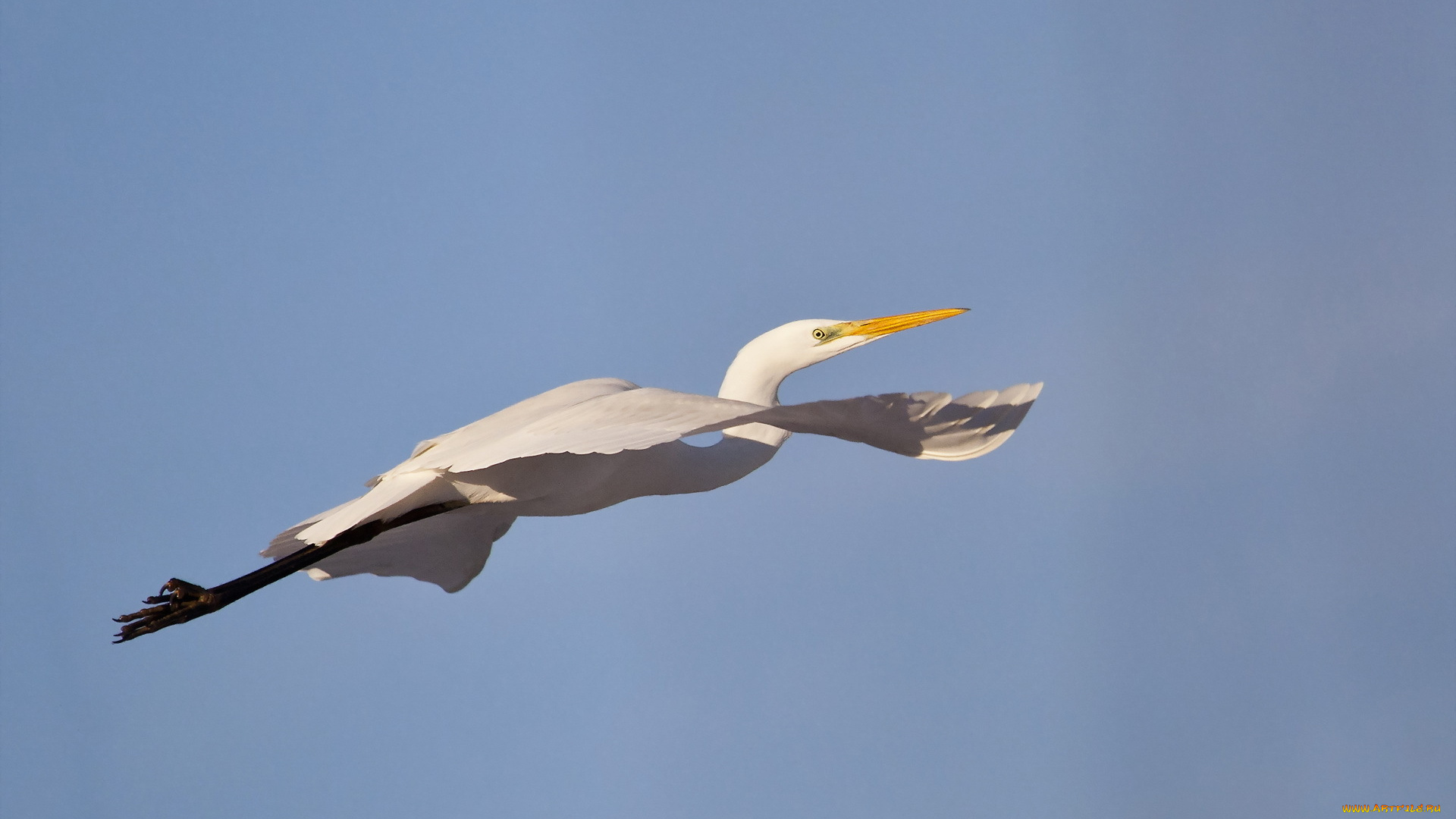 животные, цапли, полёт, небо