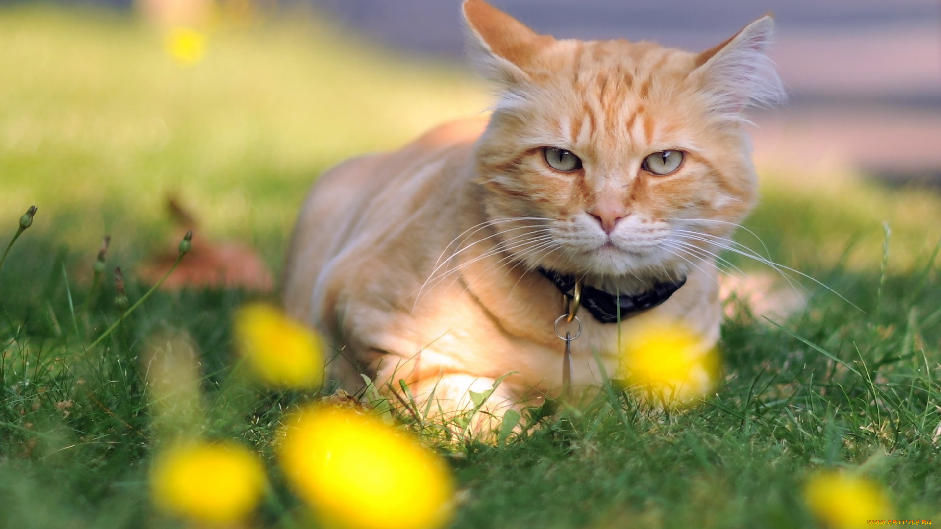 животные, коты, фон, взгляд, кошка