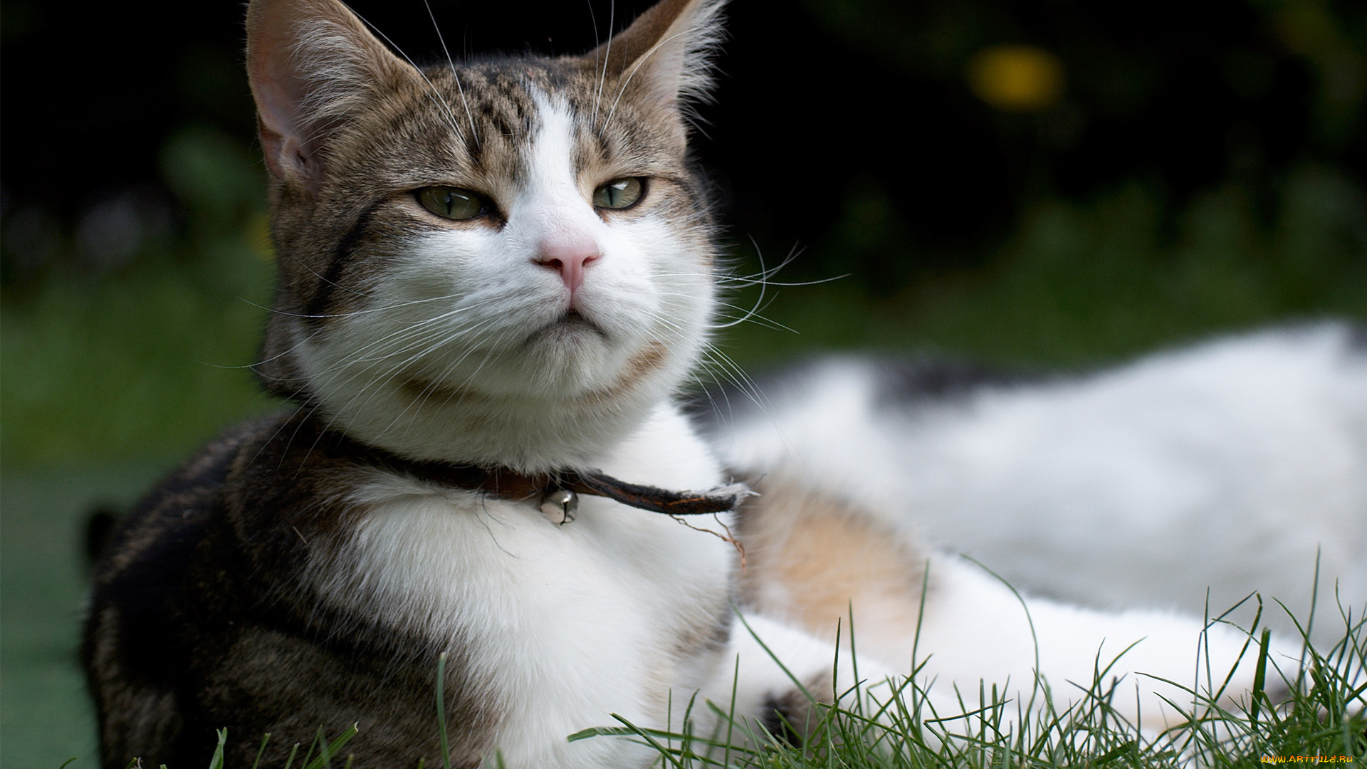 животные, коты, кот, колокольчик, трава, морда, ошейник