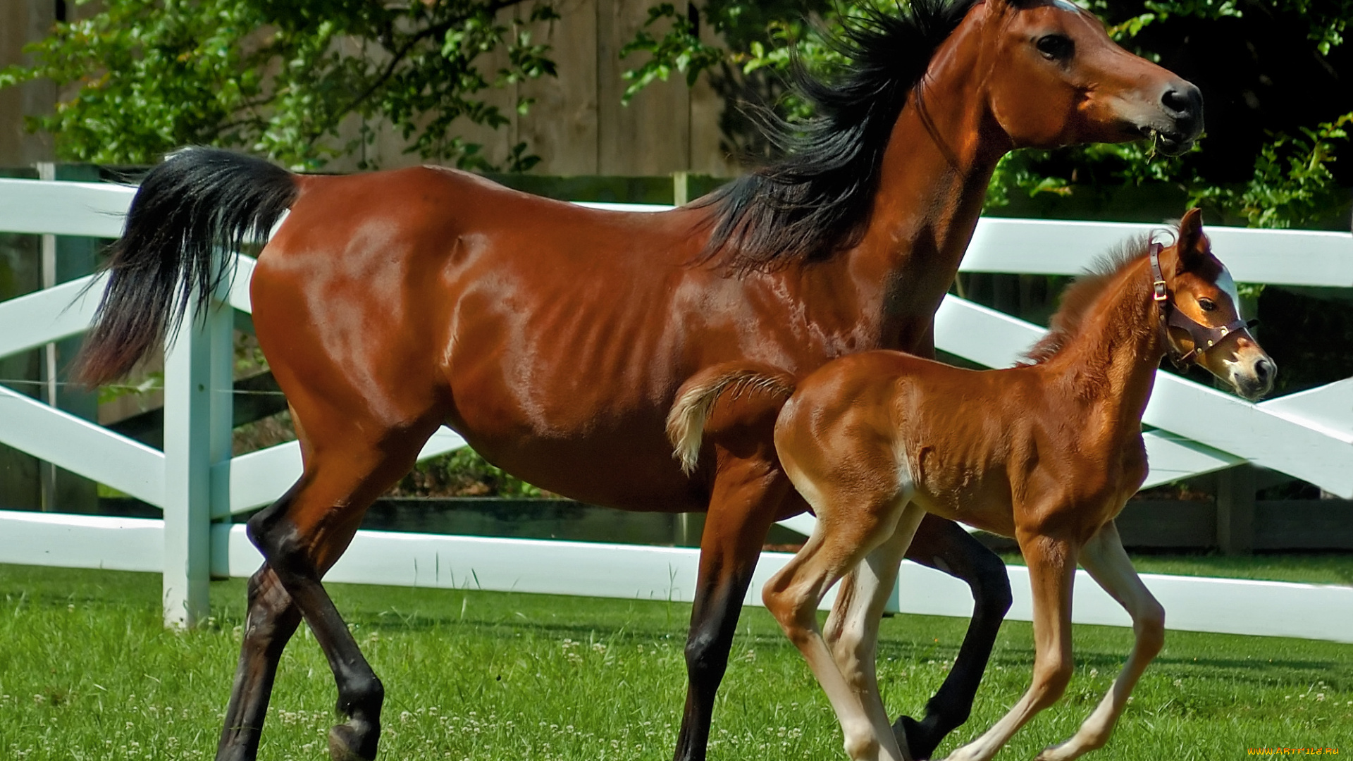 животные, лошади