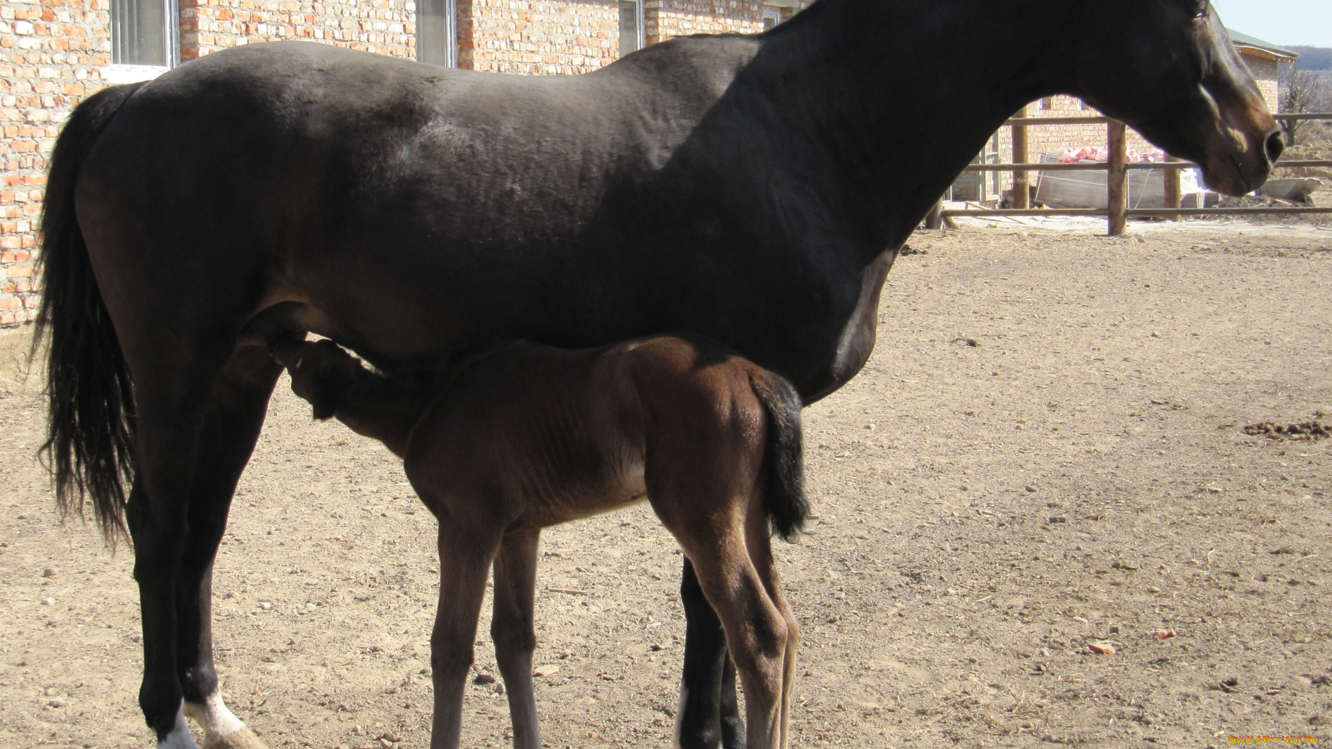 животные, лошади, лошадь