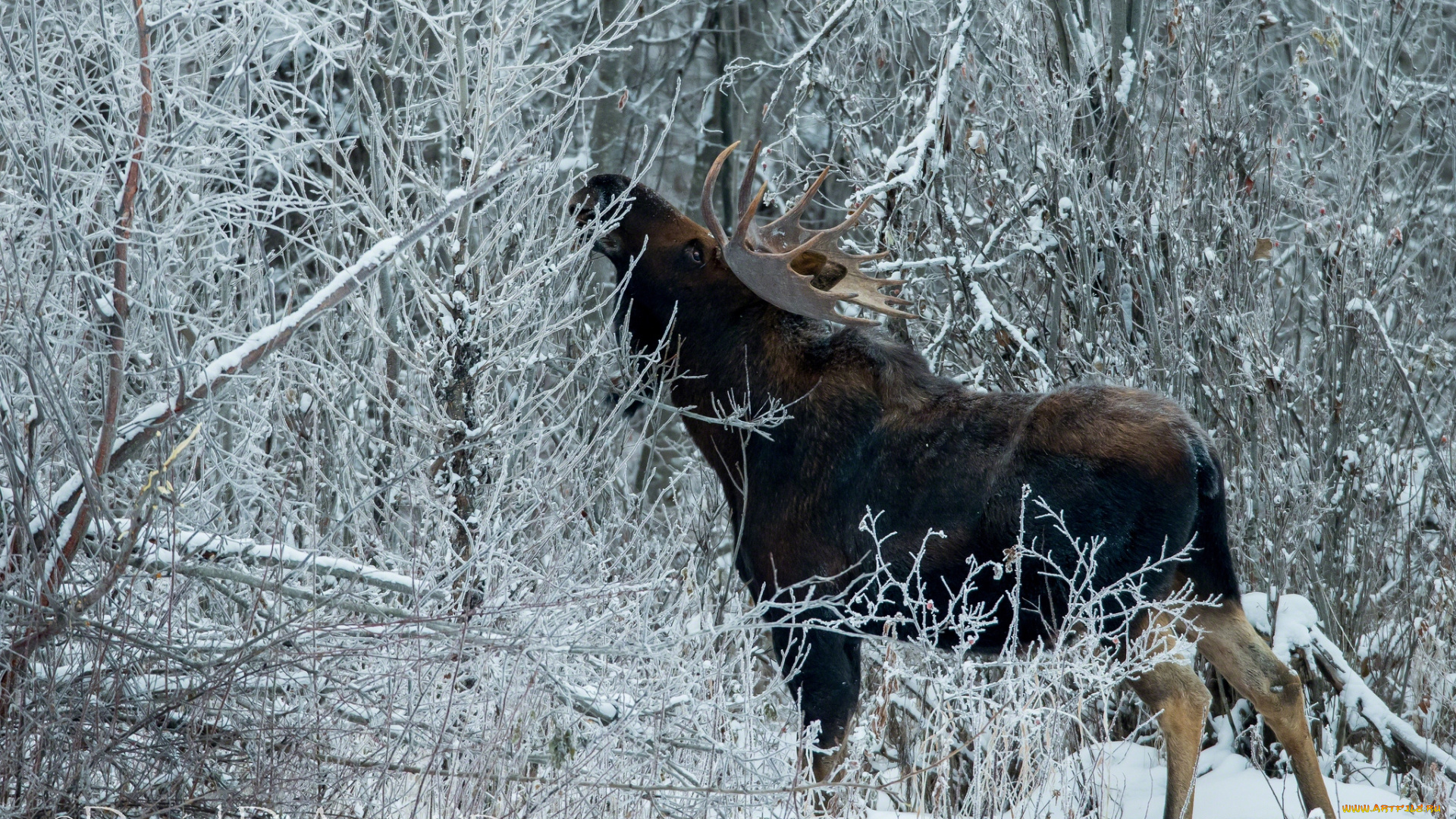животные, лоси, снег, лес, рога
