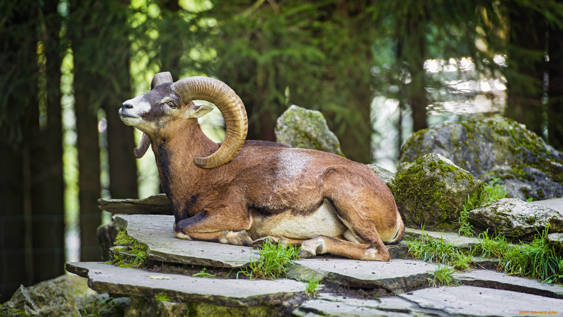 животные, овцы, бараны, муфлон, отдых, рога