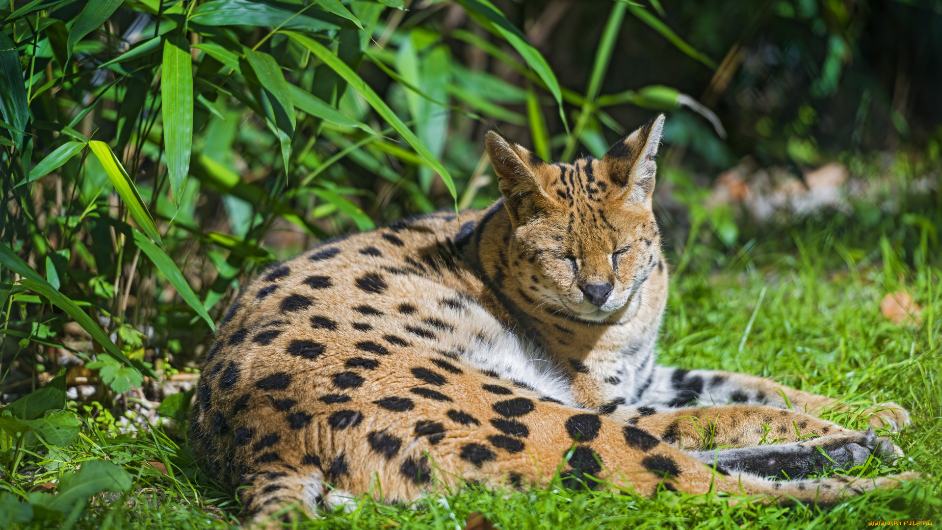 животные, сервалы, отдых, пятна