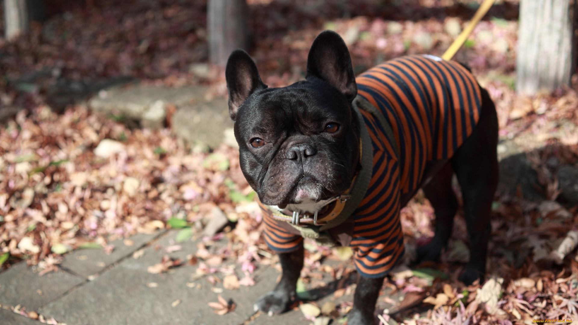 животные, собаки, bulldog, ears, french, face, cloth, black, god, clothing, street, dog