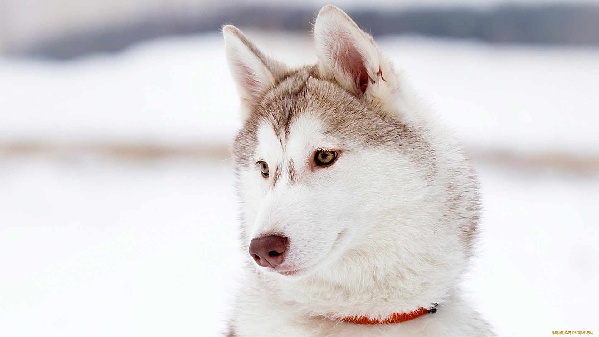 животные, собаки, взгляд, собака, друг