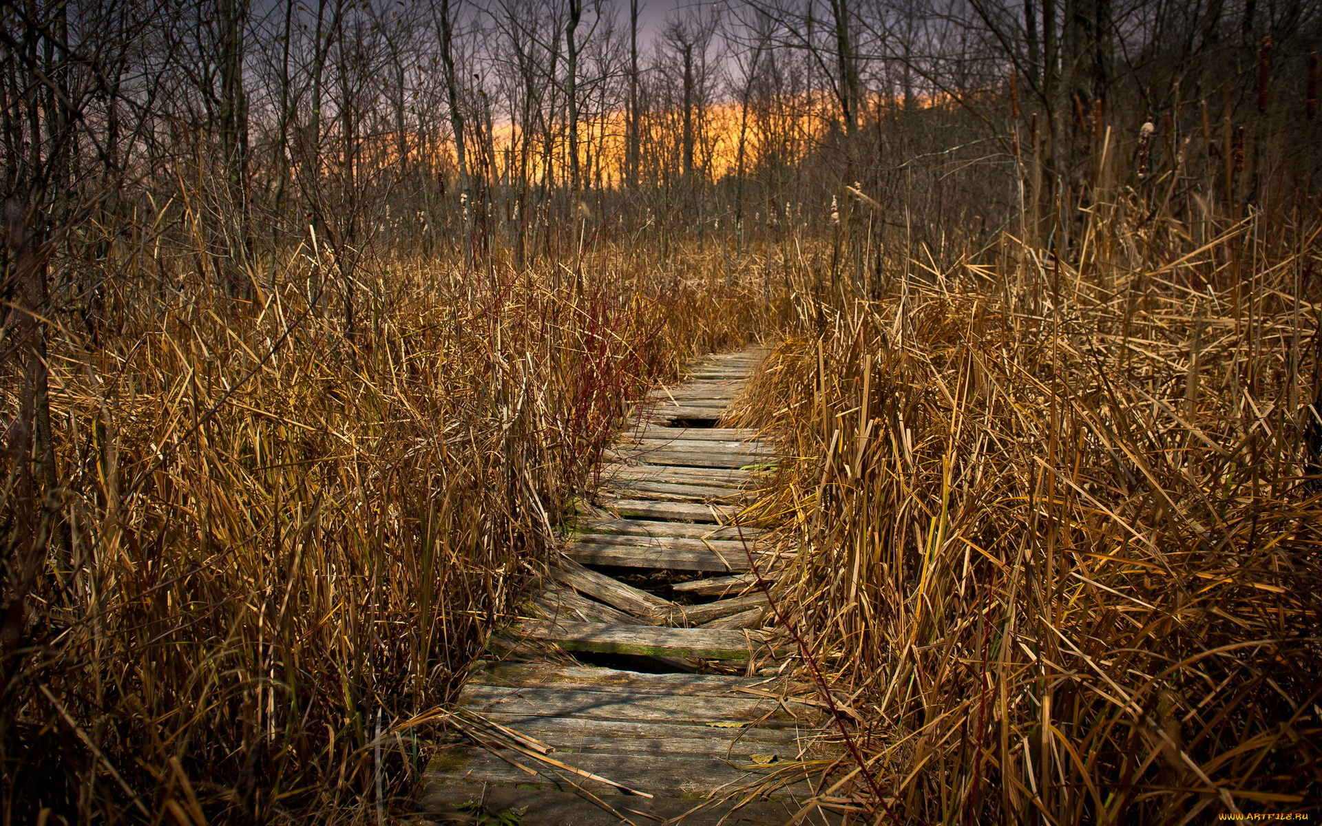 природа, дороги, настил, дорожка, камыш, лес, осень