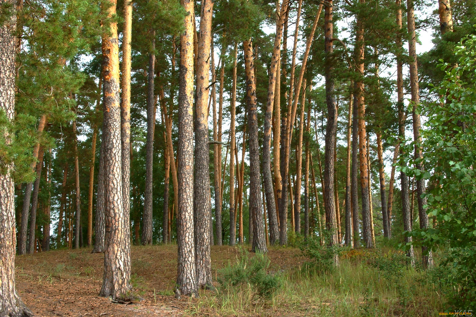 нижегородский, край, природа, лес, сосны