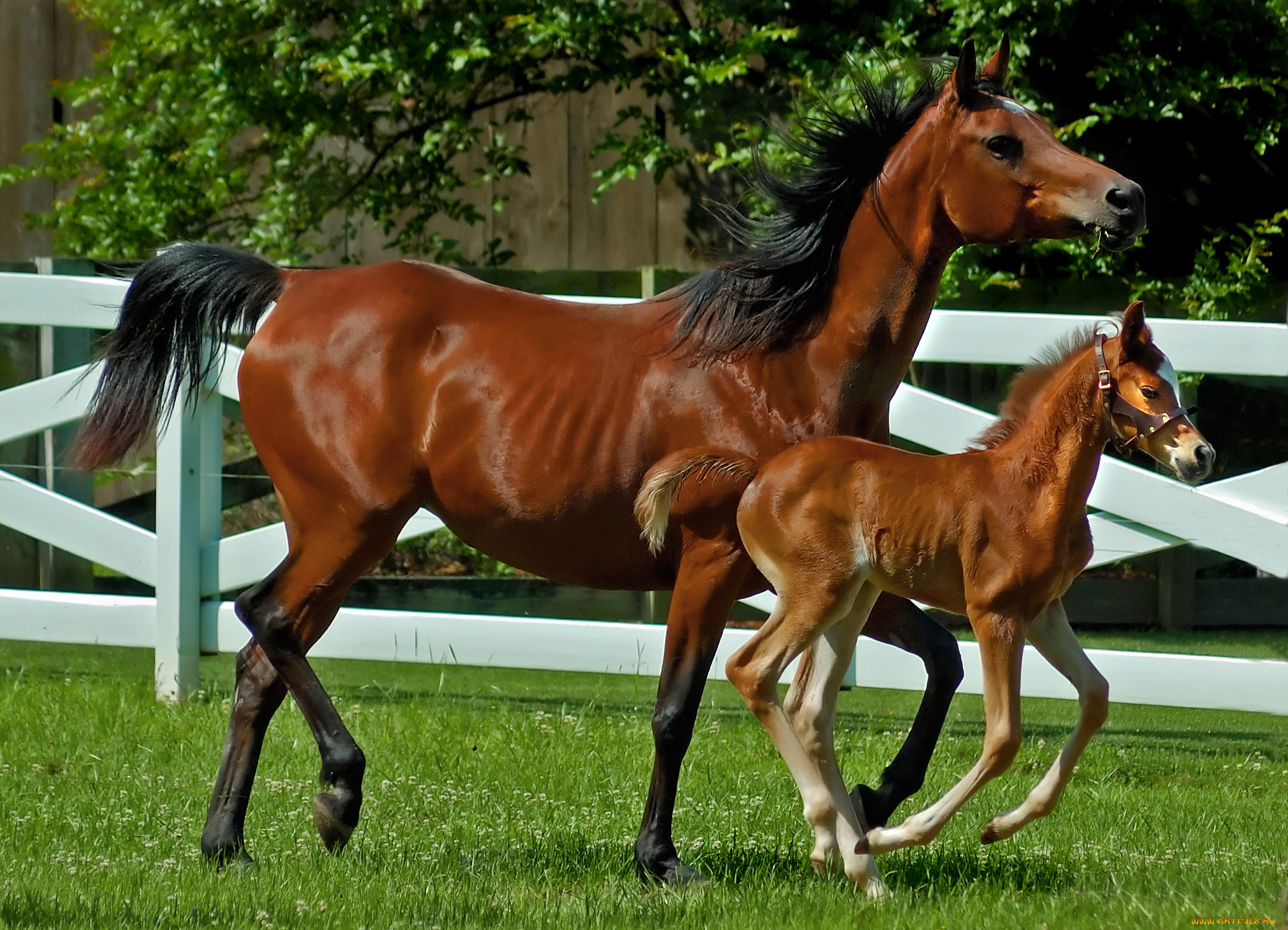 животные, лошади