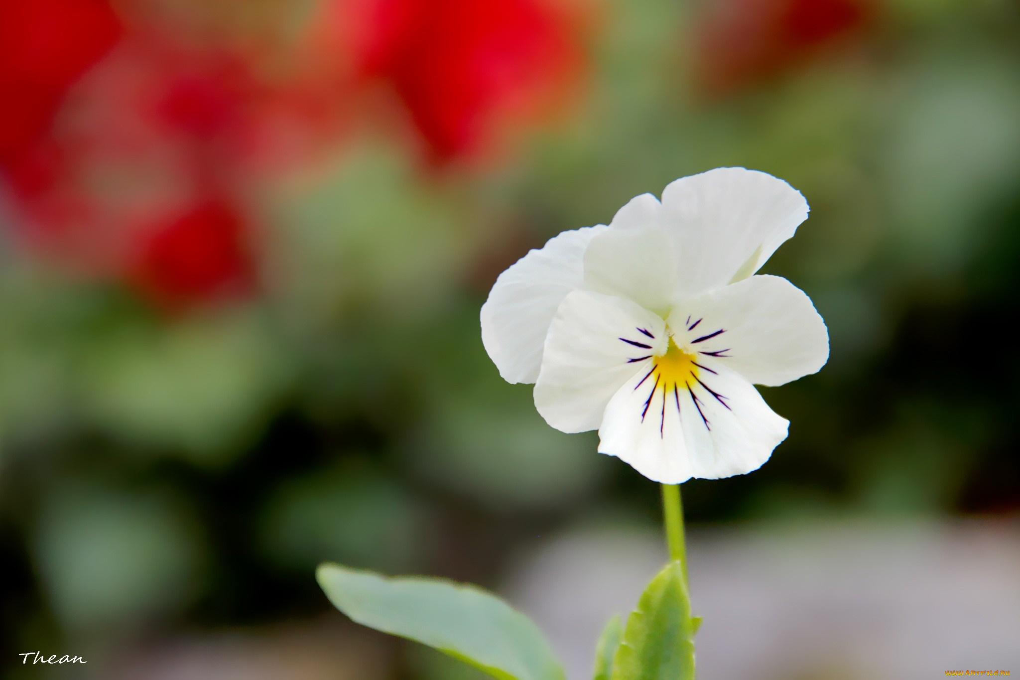 цветы, анютины, глазки, садовые, фиалки, белый