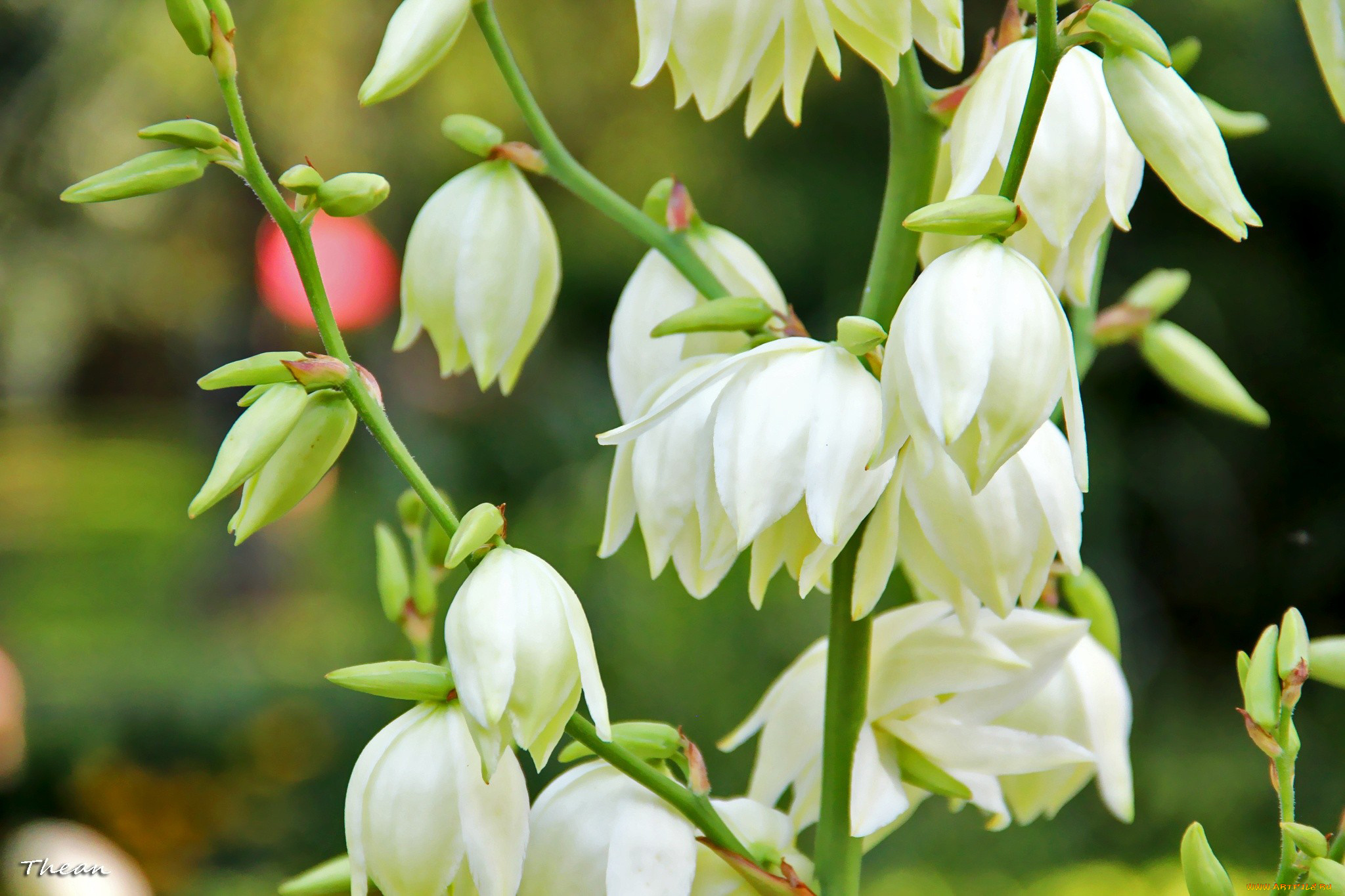 цветы, белый