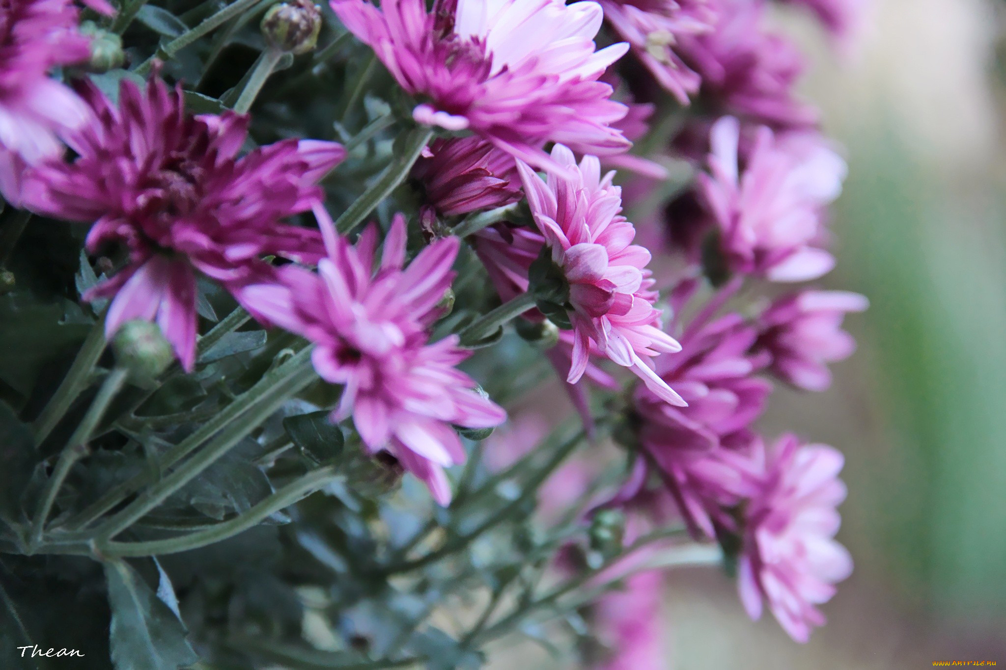 цветы, хризантемы, розовый