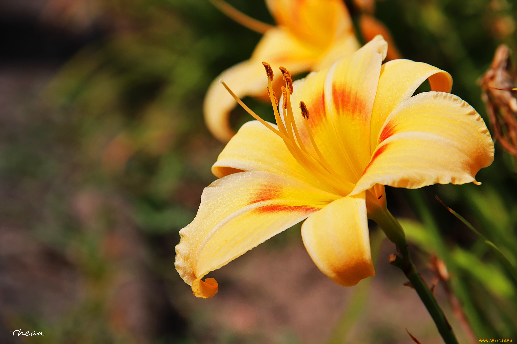цветы, лилии, лилейники, желтый