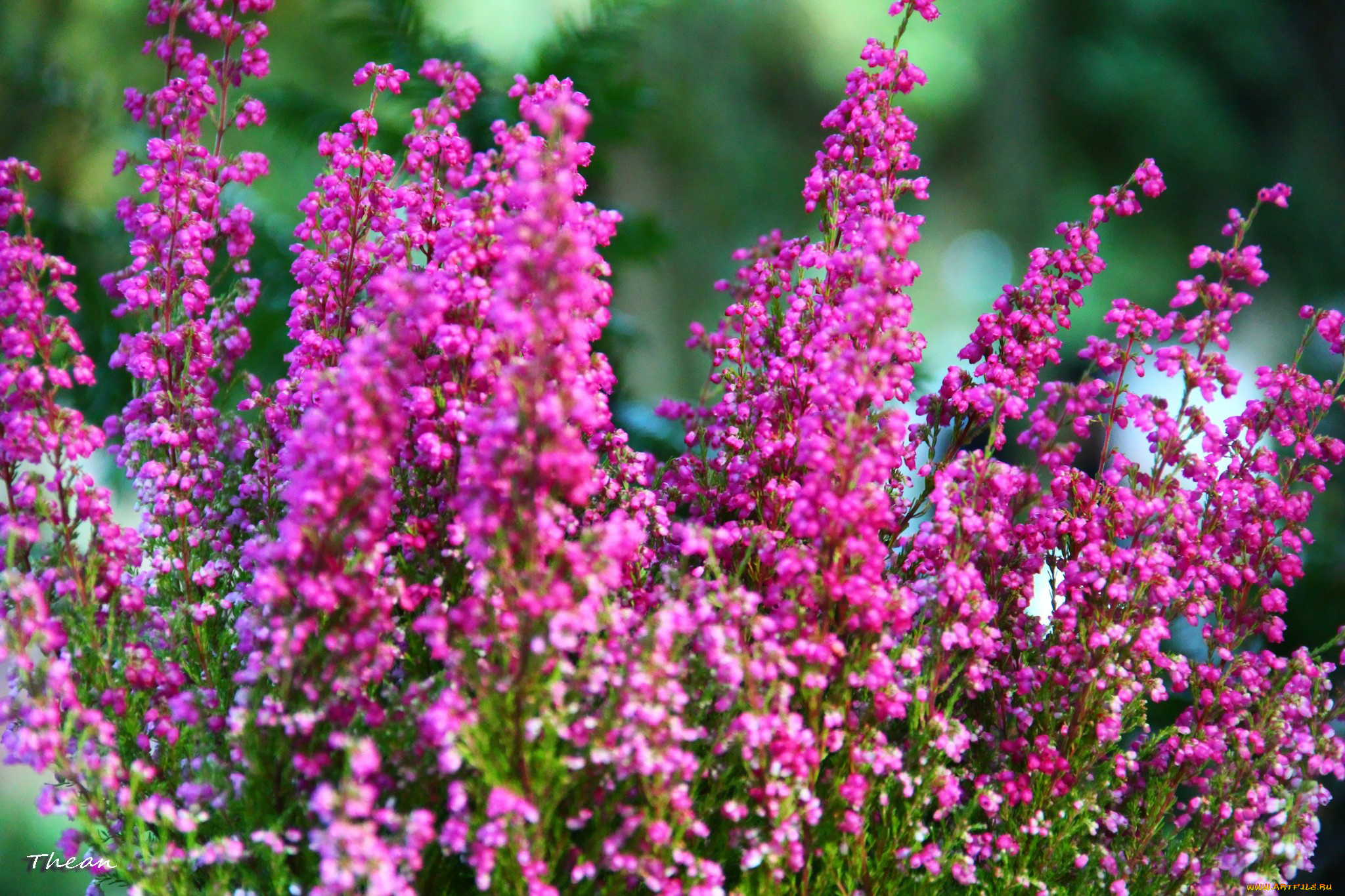 цветы, вереск, эрики, розовый