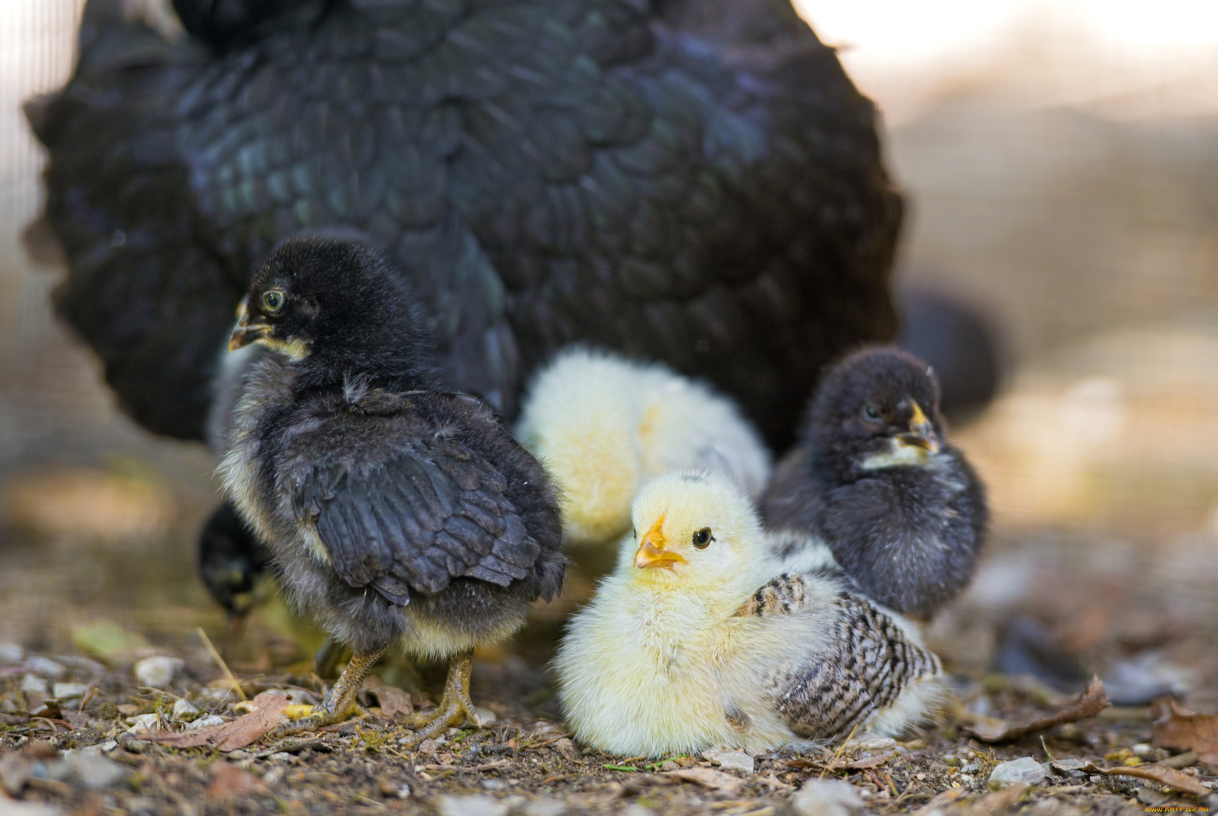 животные, куры, петухи, цыплята