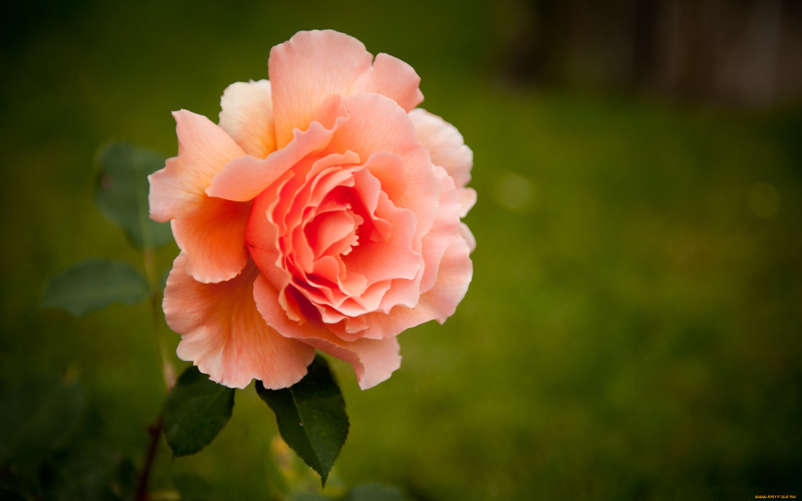 цветы, розы, розовый