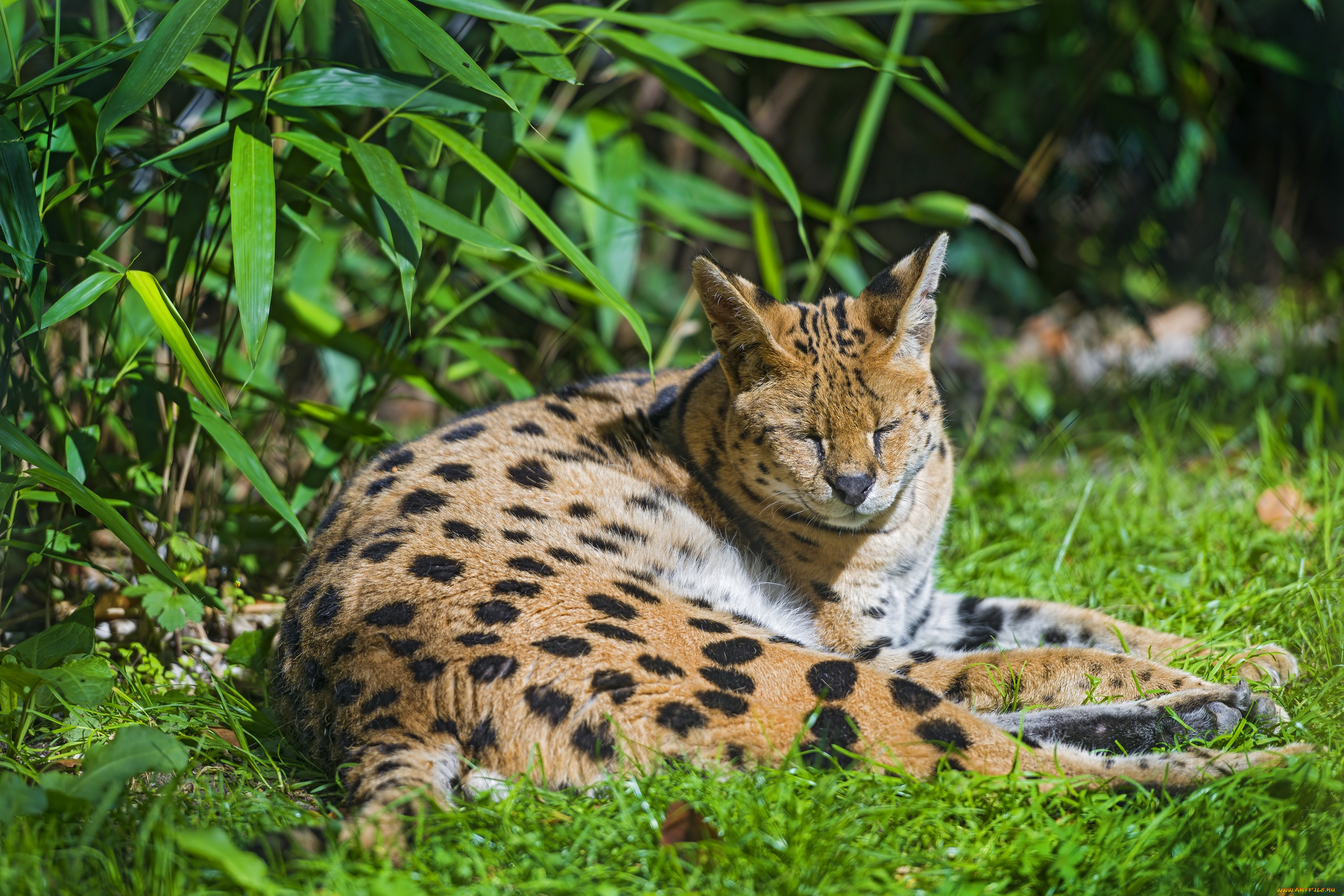 животные, сервалы, отдых, пятна