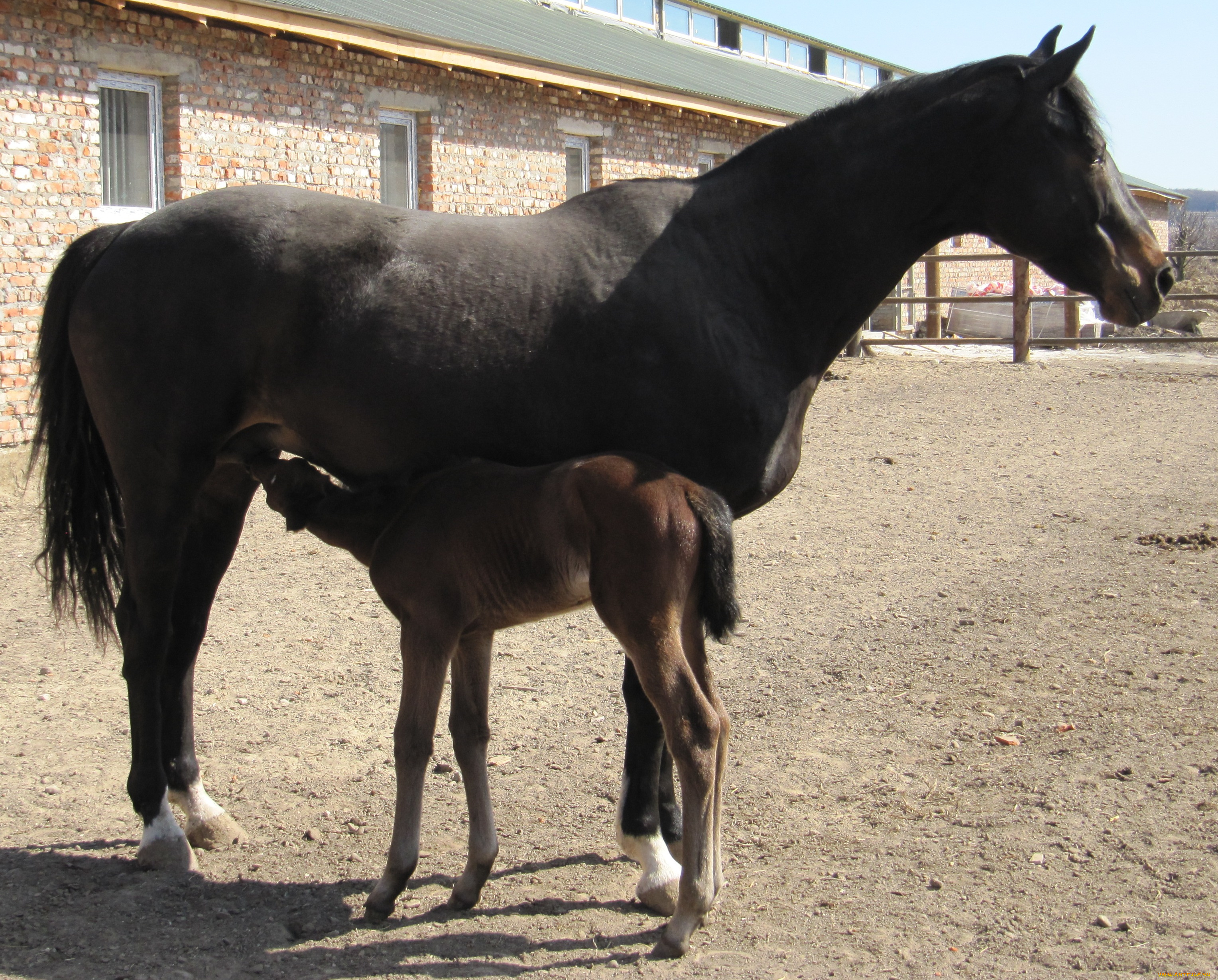 животные, лошади, лошадь