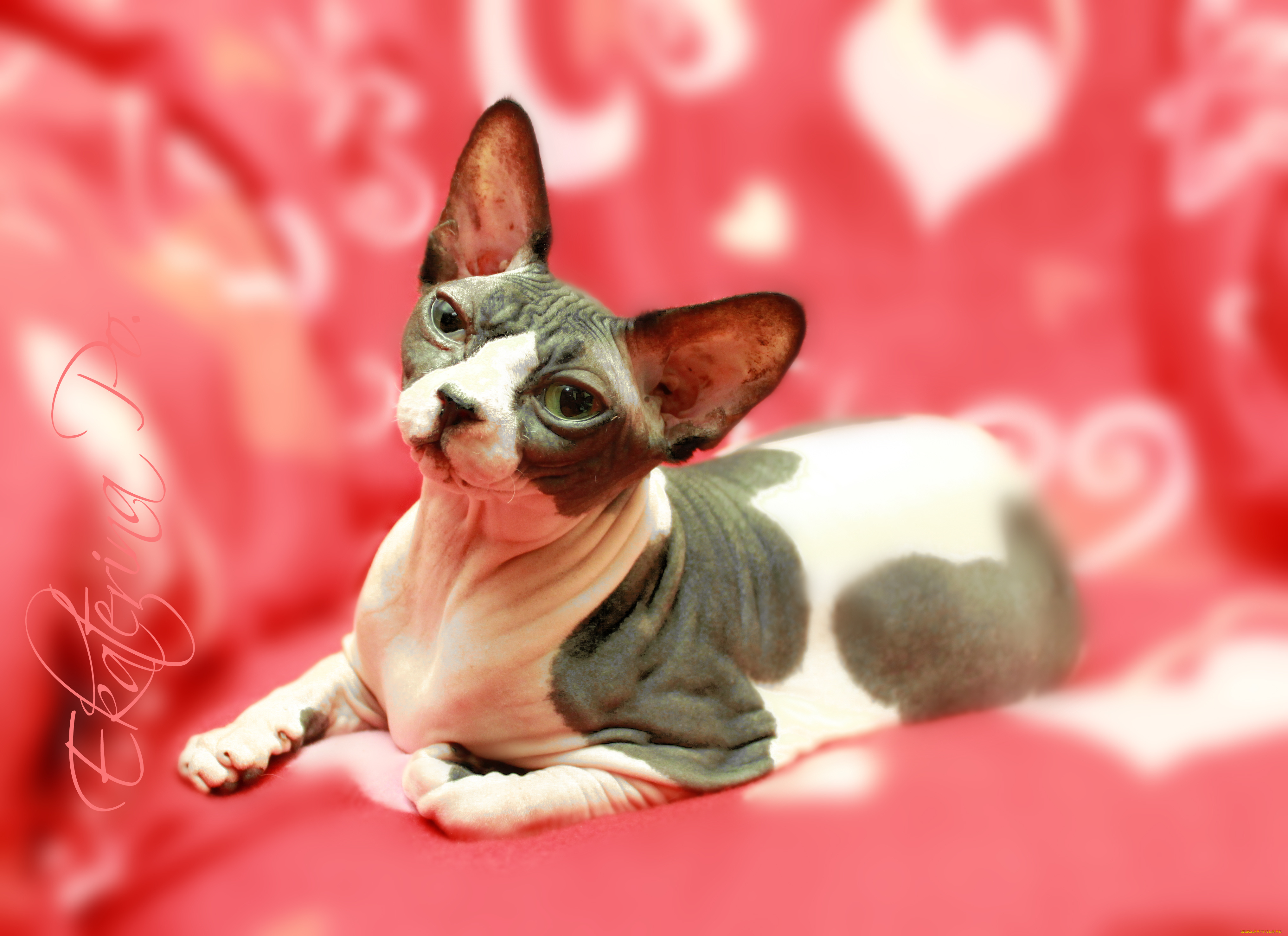 животные, коты, пушистик, сфинкс, арлекин, кошка