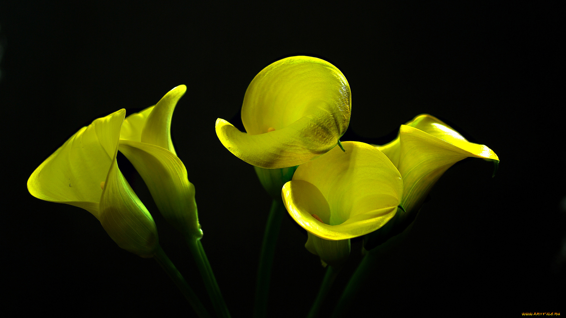 calla, lilies, цветы, каллы