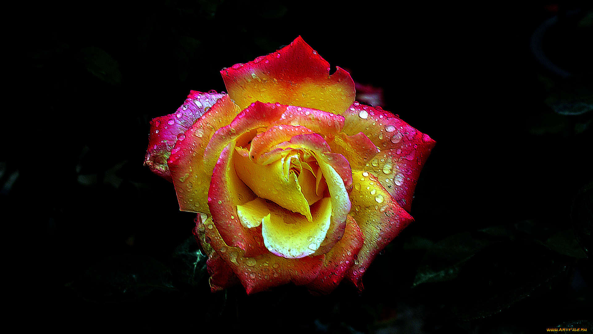 цветы, розы, бутон, роза