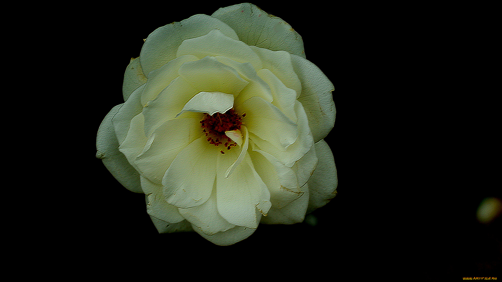 цветы, розы, бутон, роза