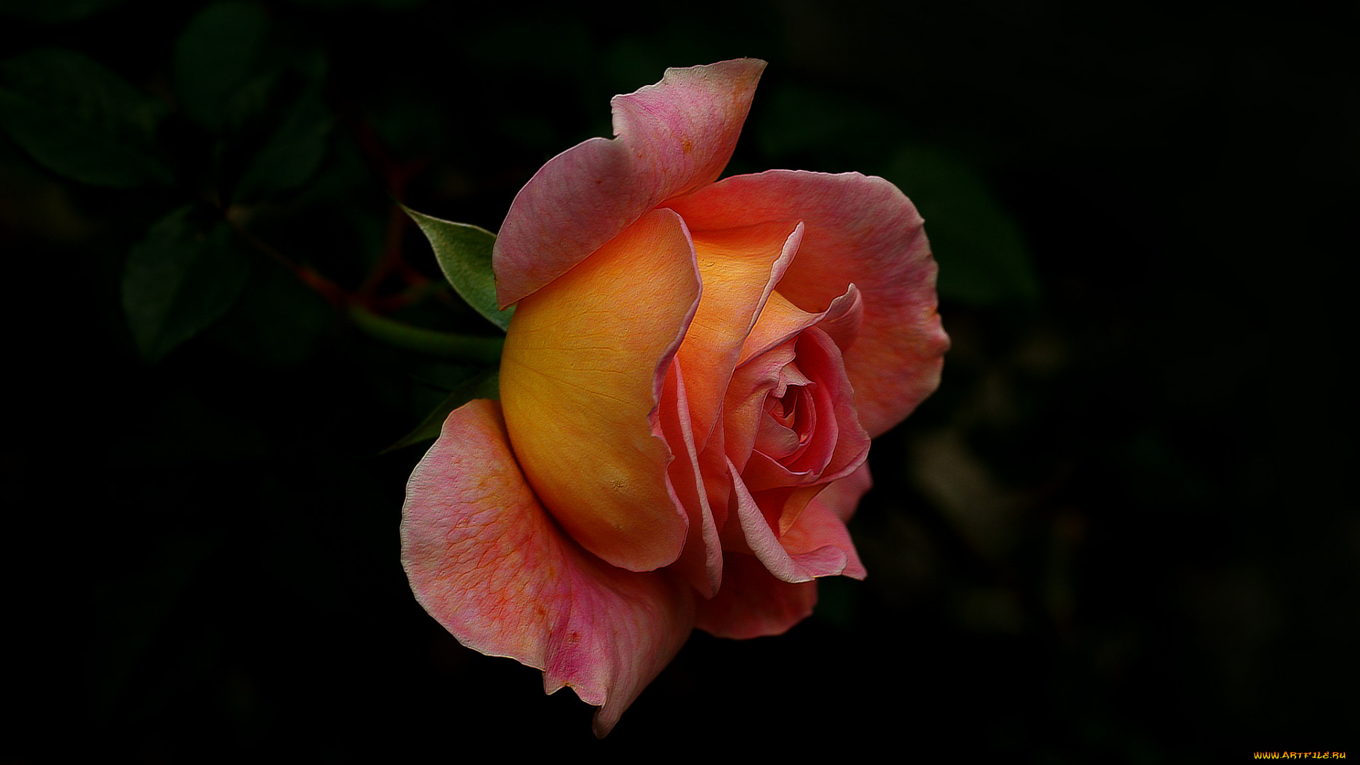 цветы, розы, бутон, роза