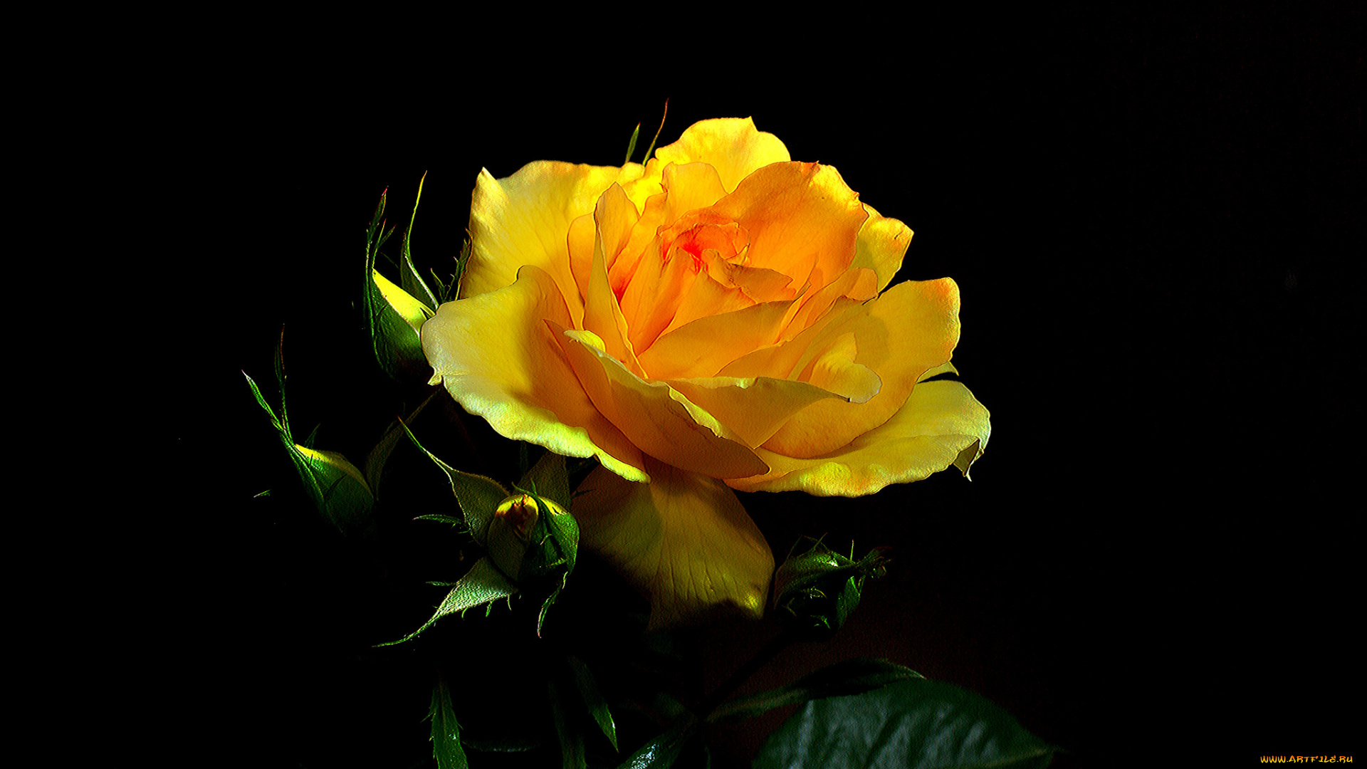 цветы, розы, бутон, роза