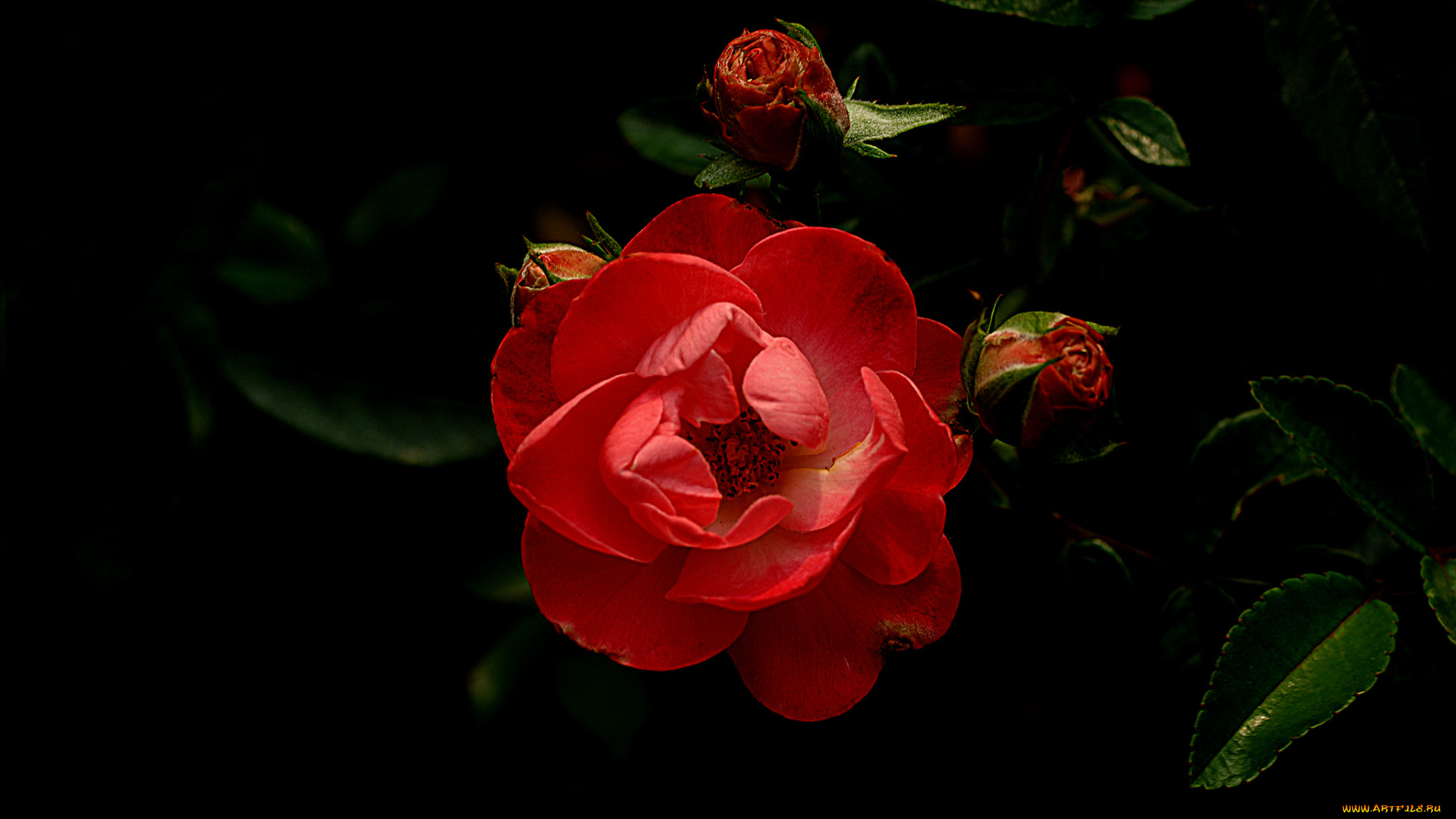 цветы, розы, бутон, роза