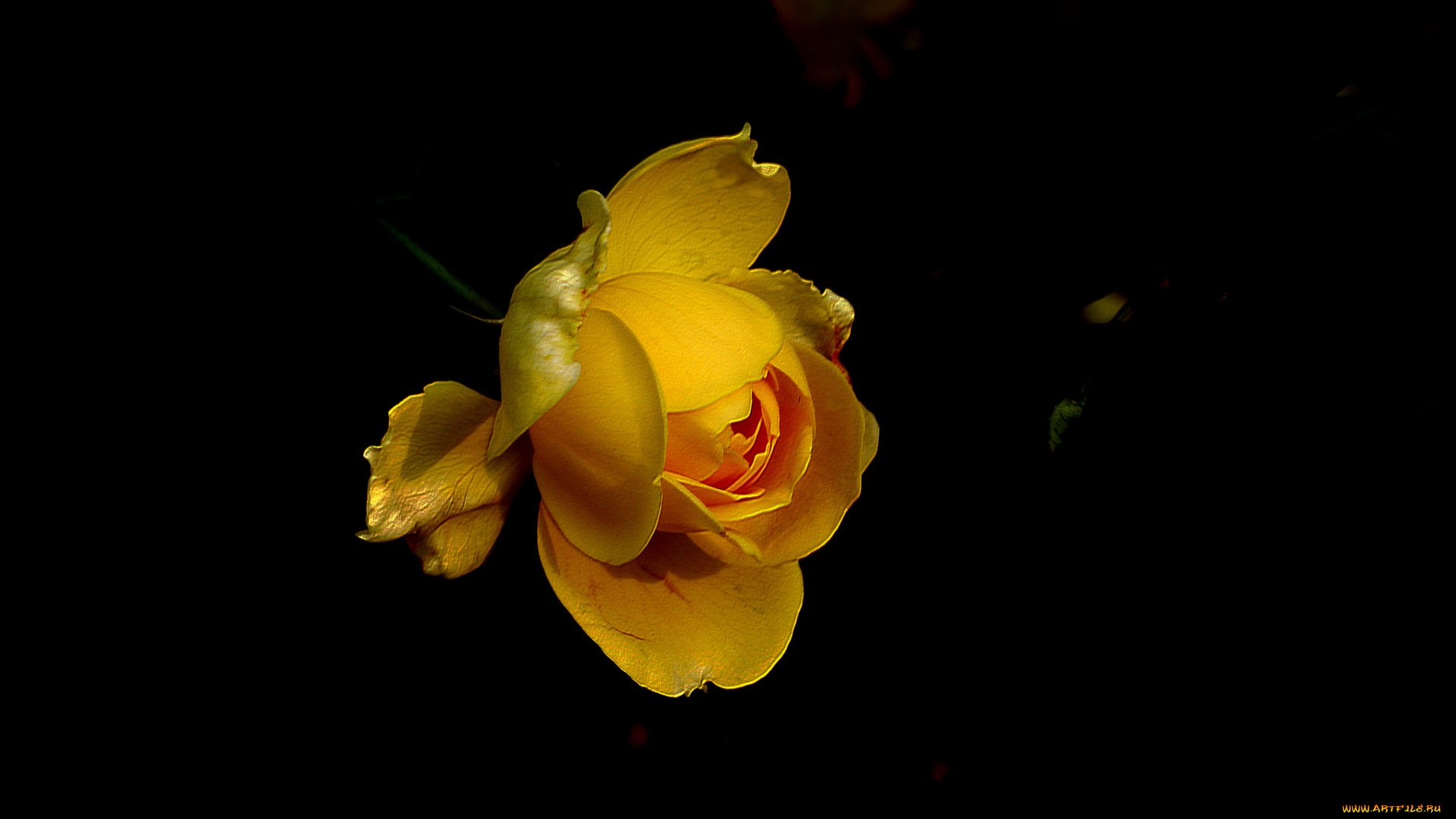 цветы, розы, бутон, роза