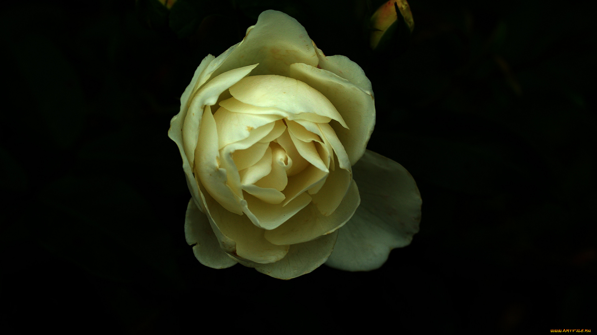 цветы, розы, бутон, роза