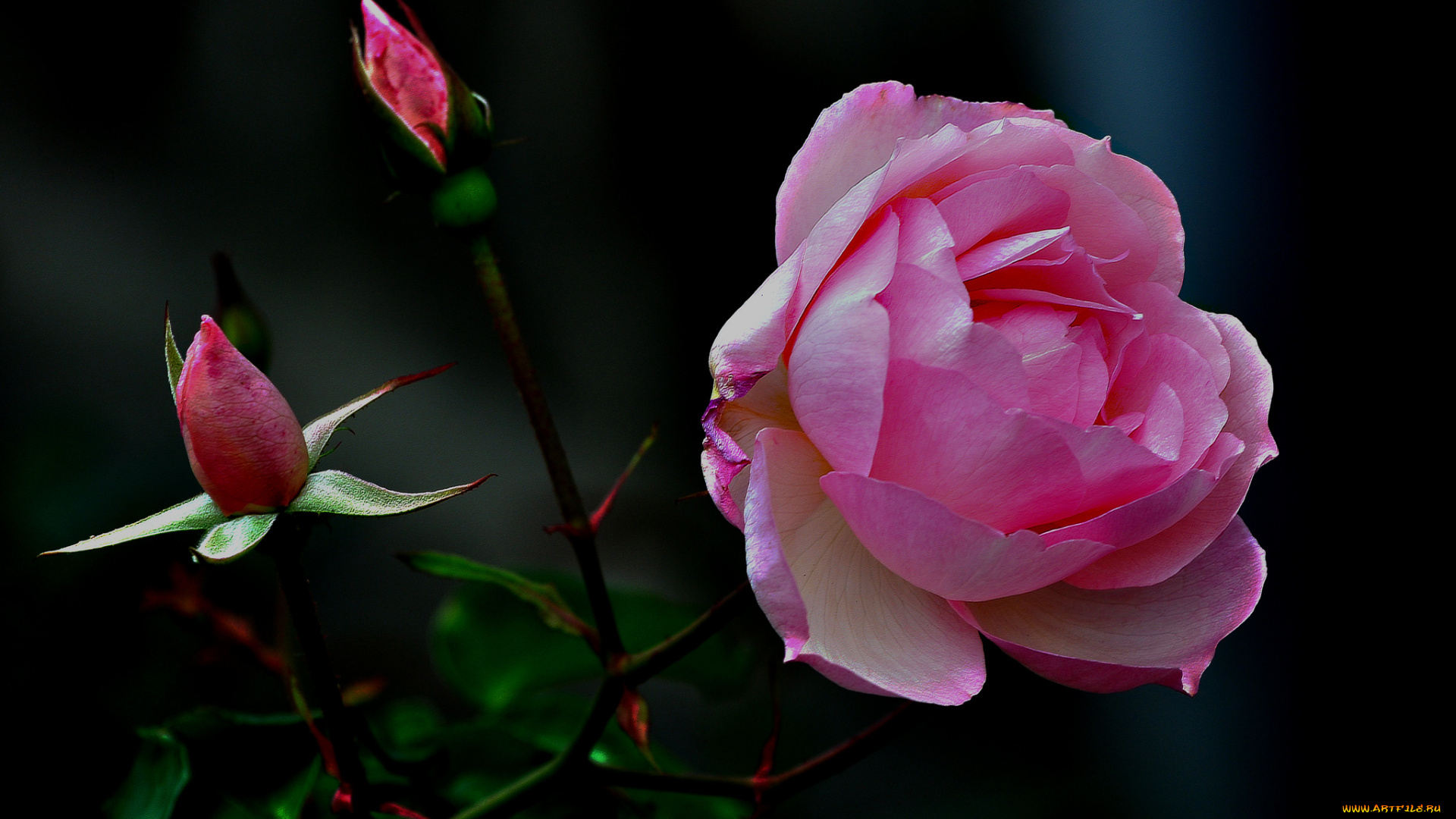 цветы, розы, роза, бутон