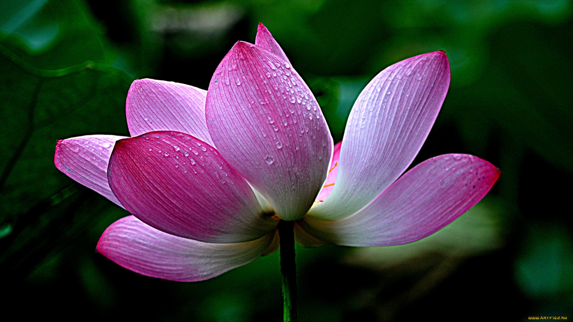 lotus, цветы, лилии, водяные, , нимфеи, , кувшинки, лотос