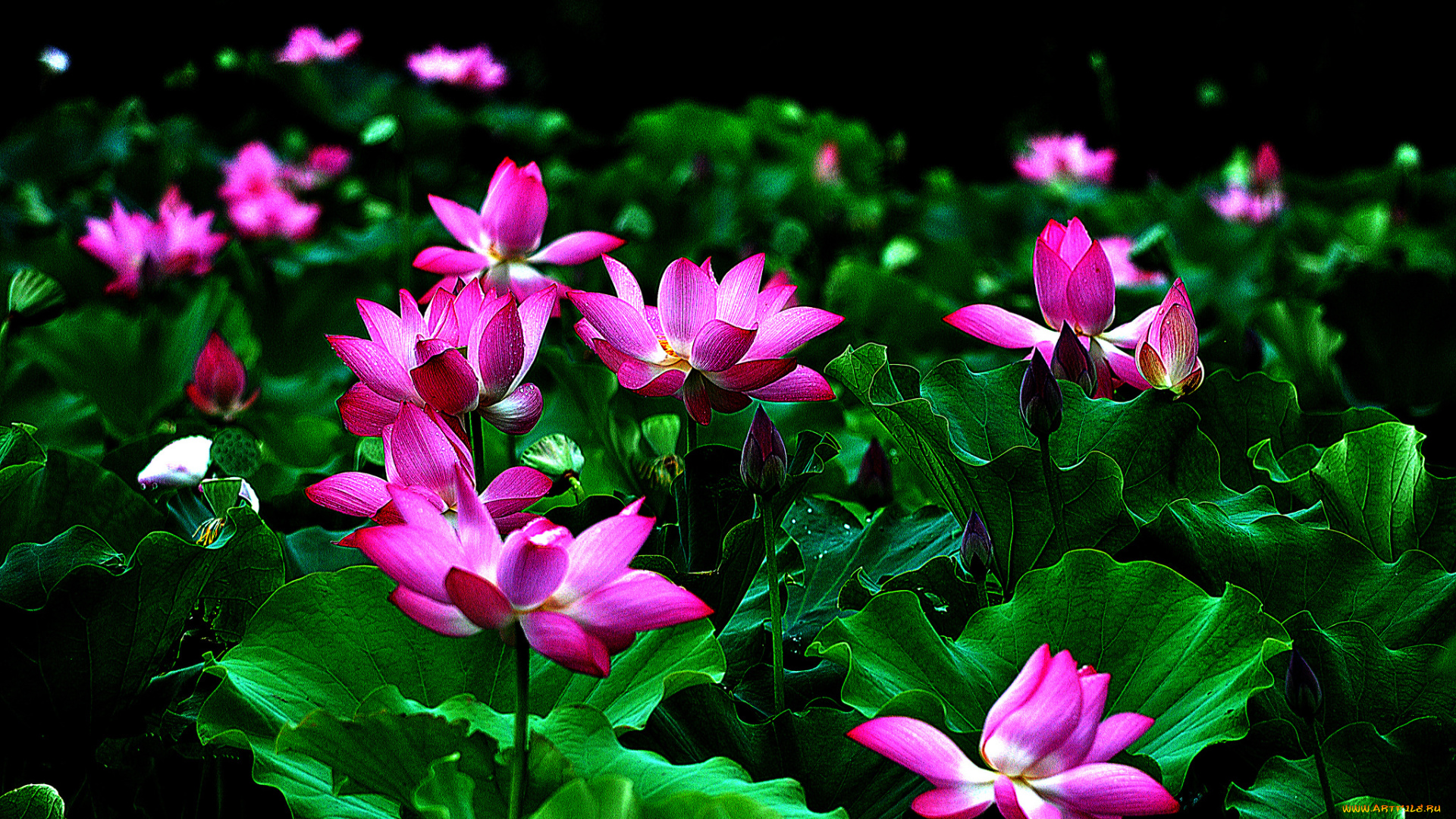 lotus, цветы, лилии, водяные, , нимфеи, , кувшинки, лотос