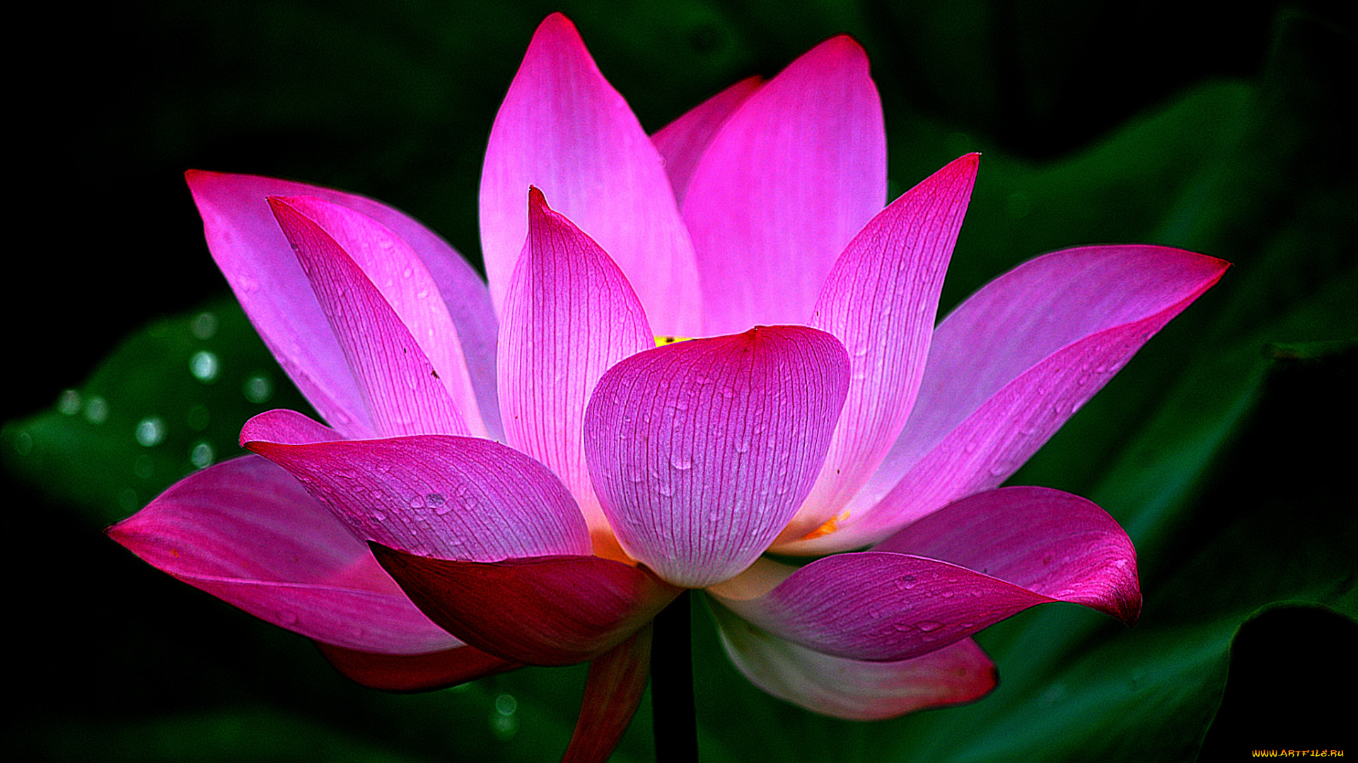 lotus, цветы, лилии, водяные, , нимфеи, , кувшинки, лотос