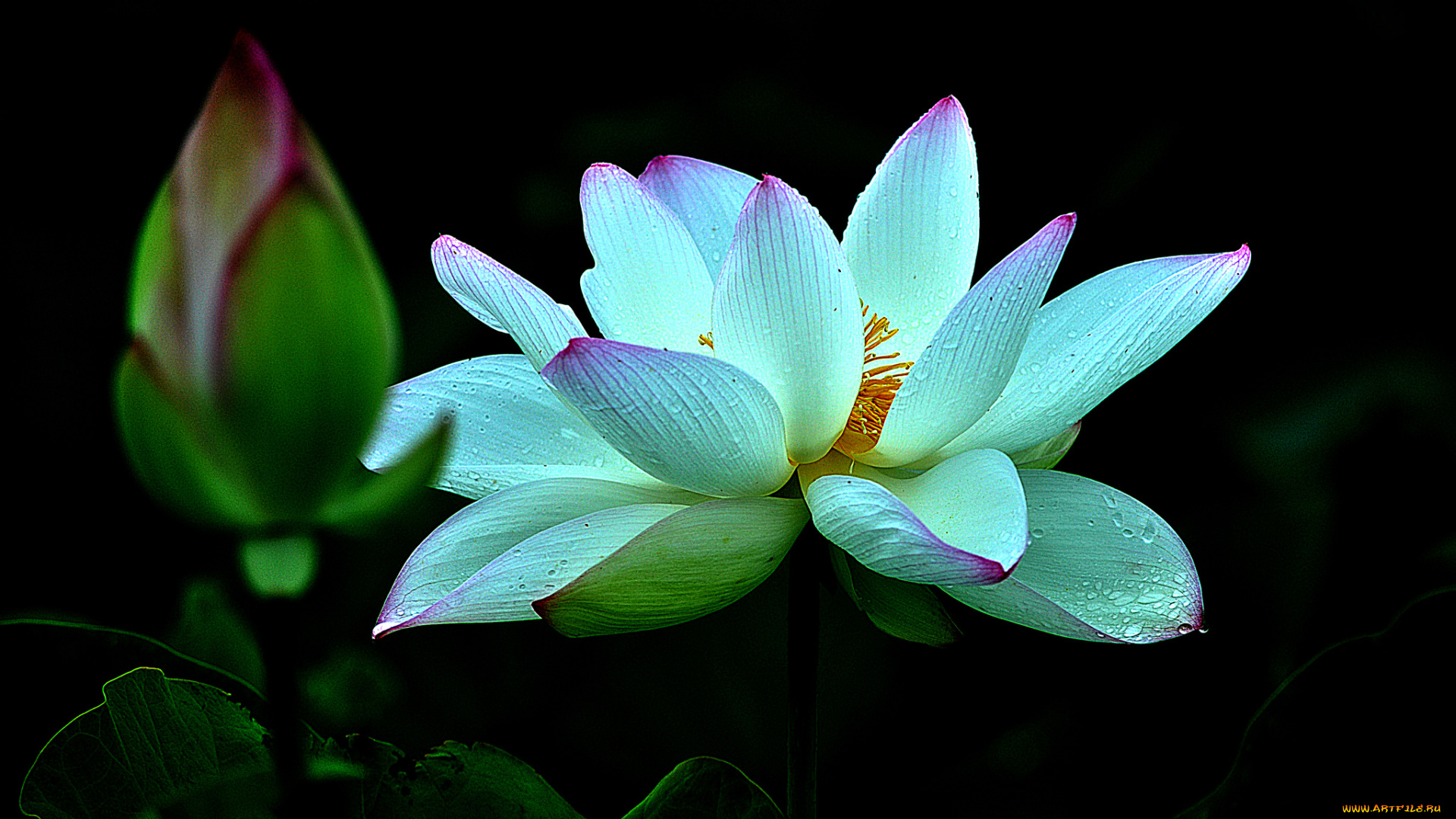 lotus, цветы, лилии, водяные, , нимфеи, , кувшинки, лотос