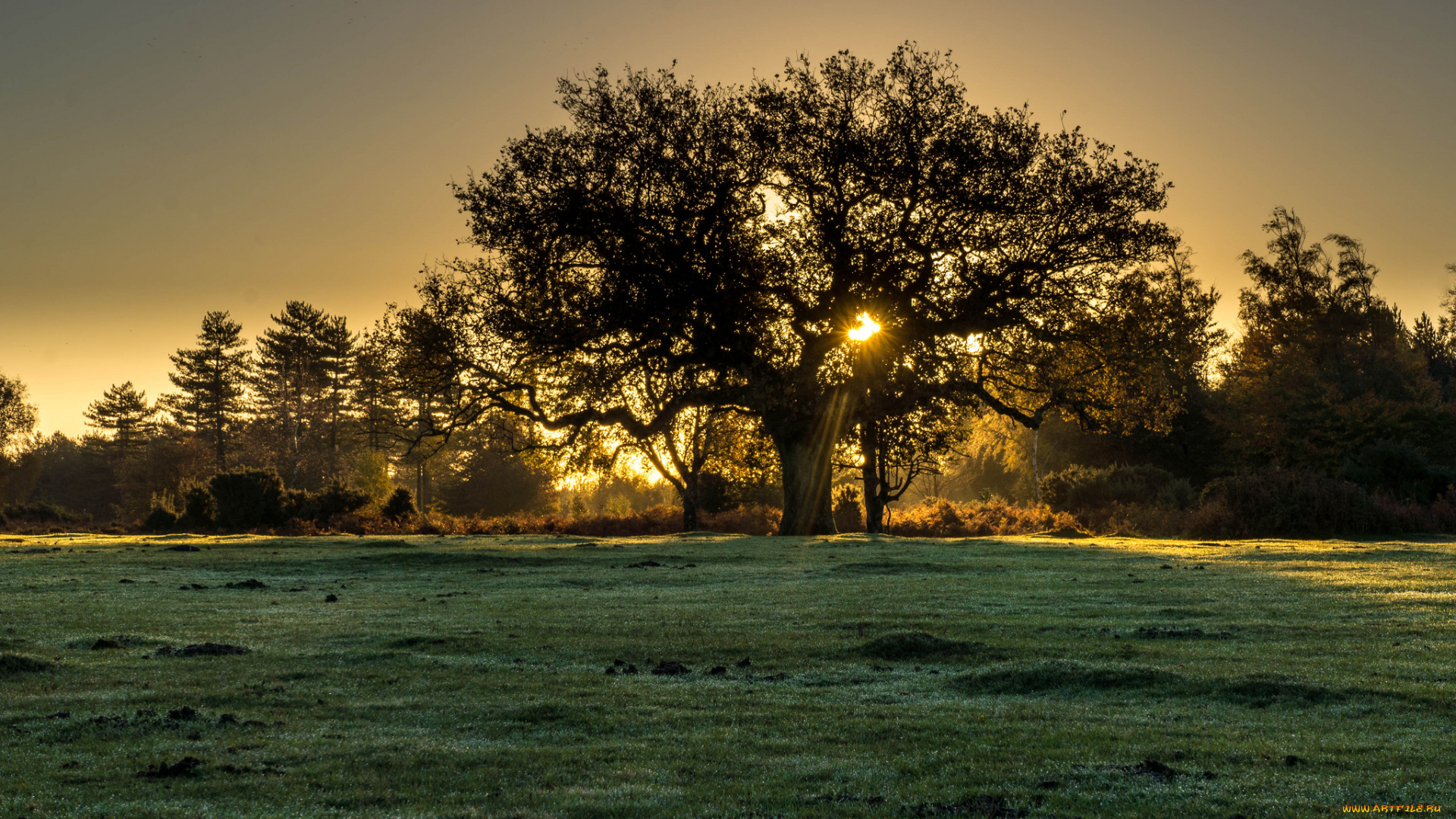 природа, деревья, дерево, свет, поле