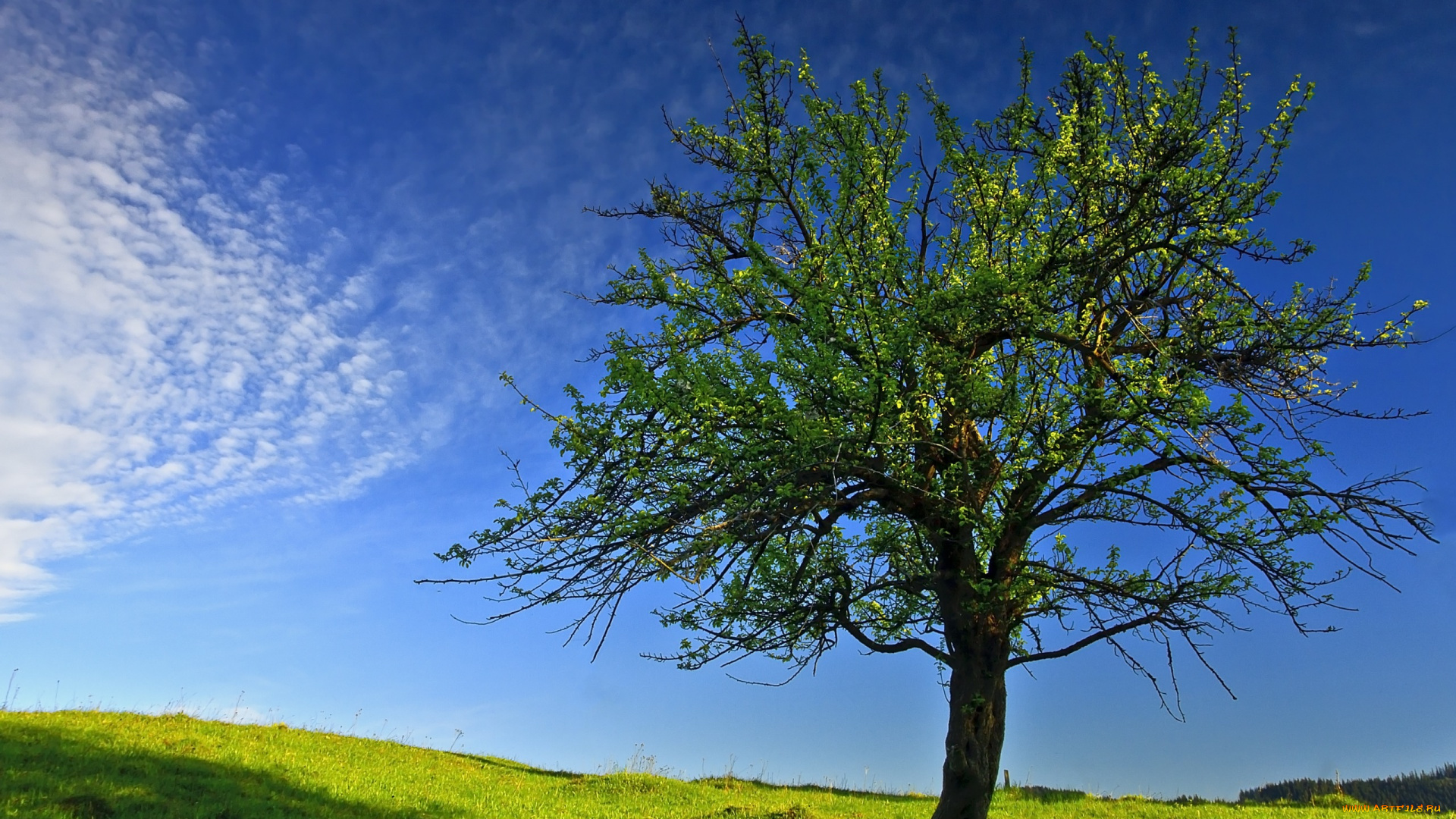 природа, деревья, небо, весна, дерево