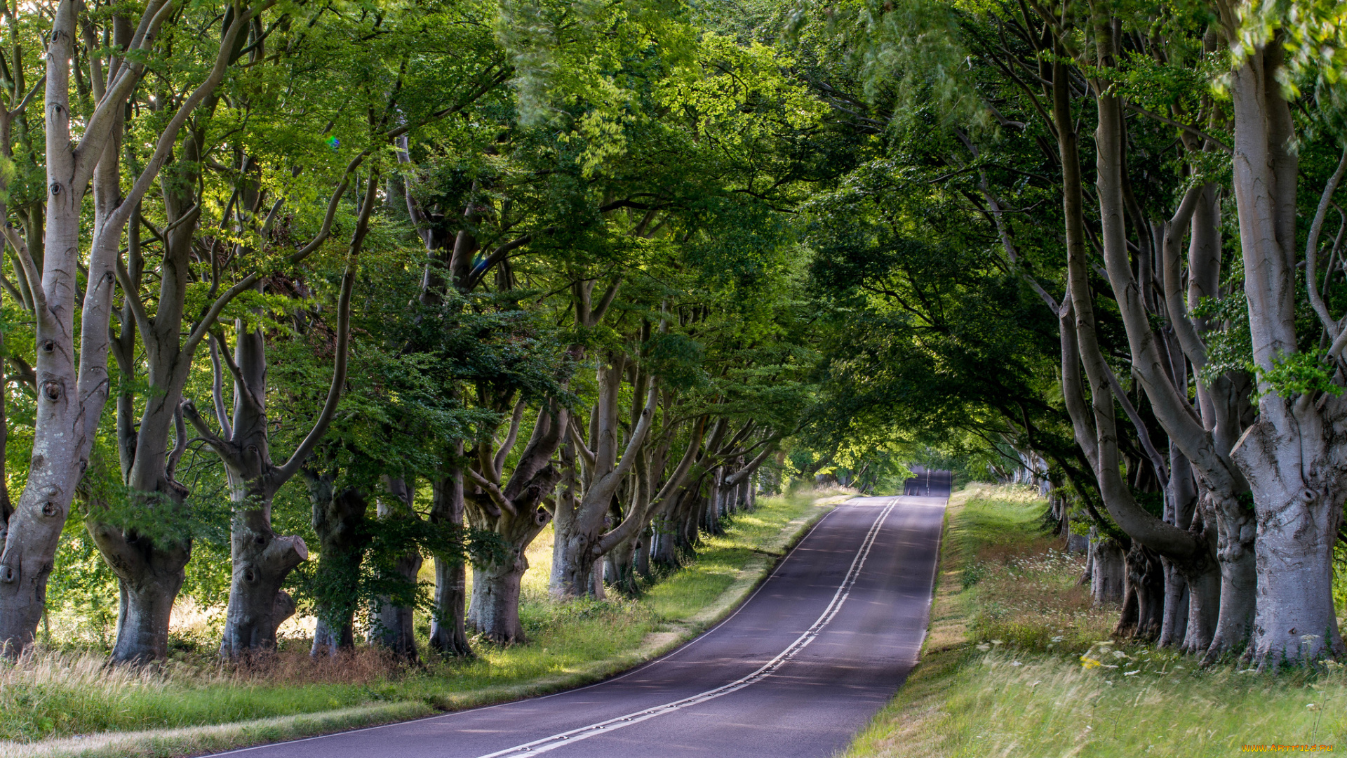 природа, дороги, деревья, шоссе, аллея