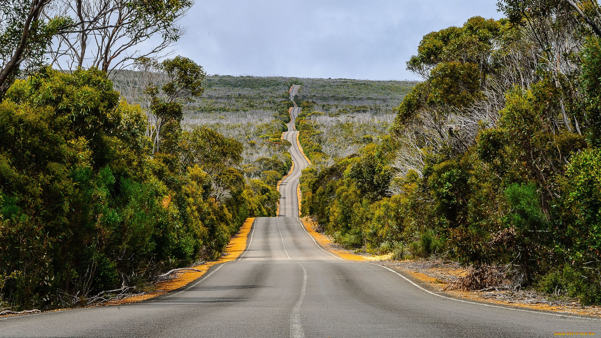 природа, дороги, шоссе, лес, горизонт