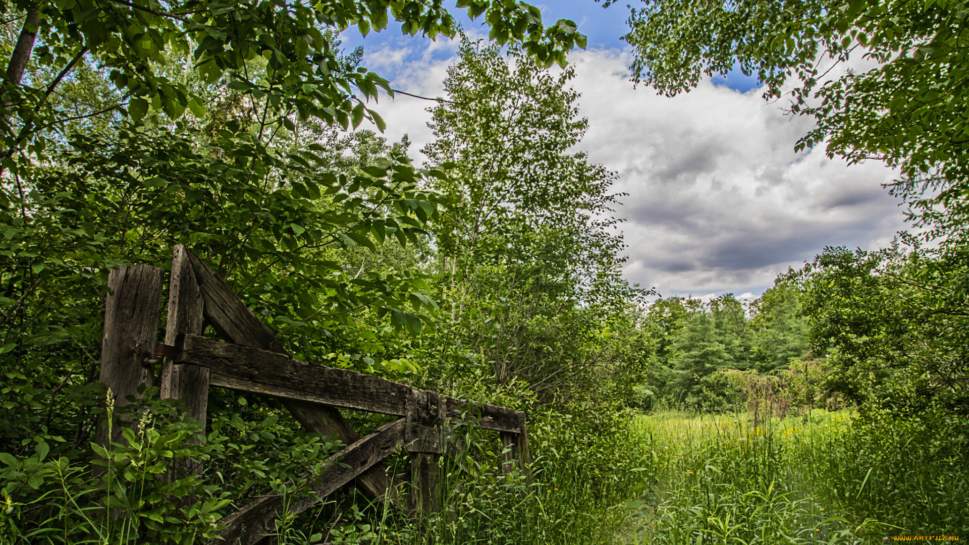 природа, лес, трава, заросли