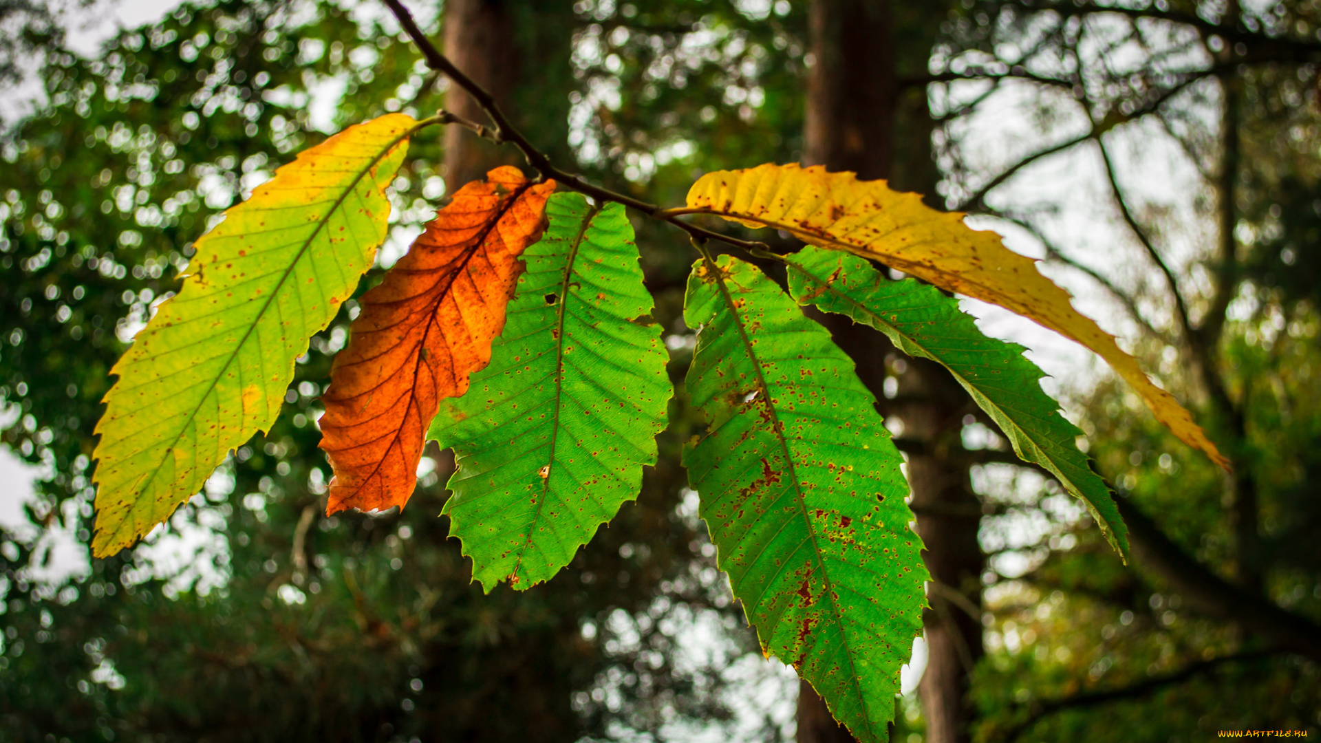 природа, листья, деревья, ветка, осень