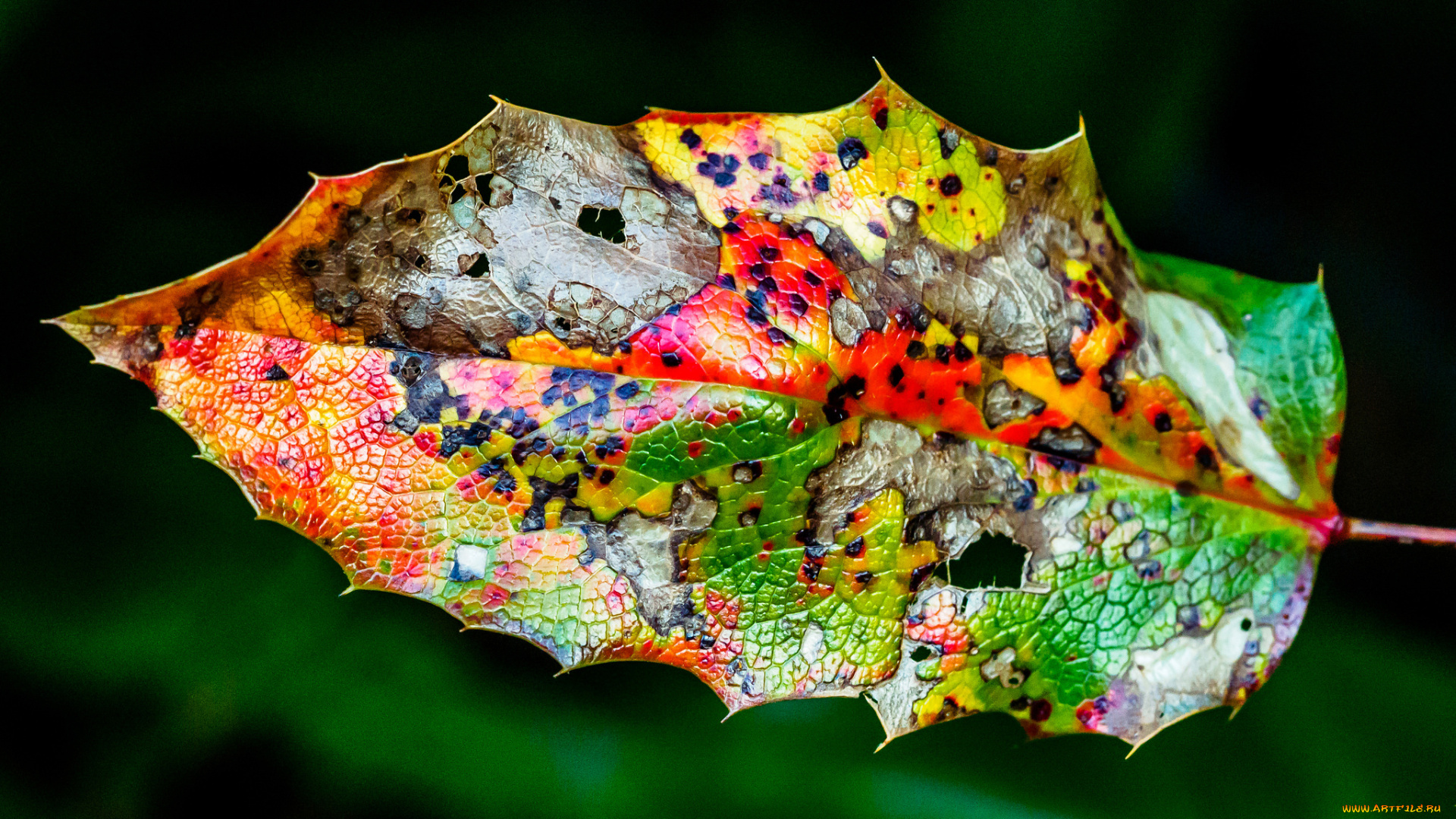 природа, листья, осень, цвет, лист